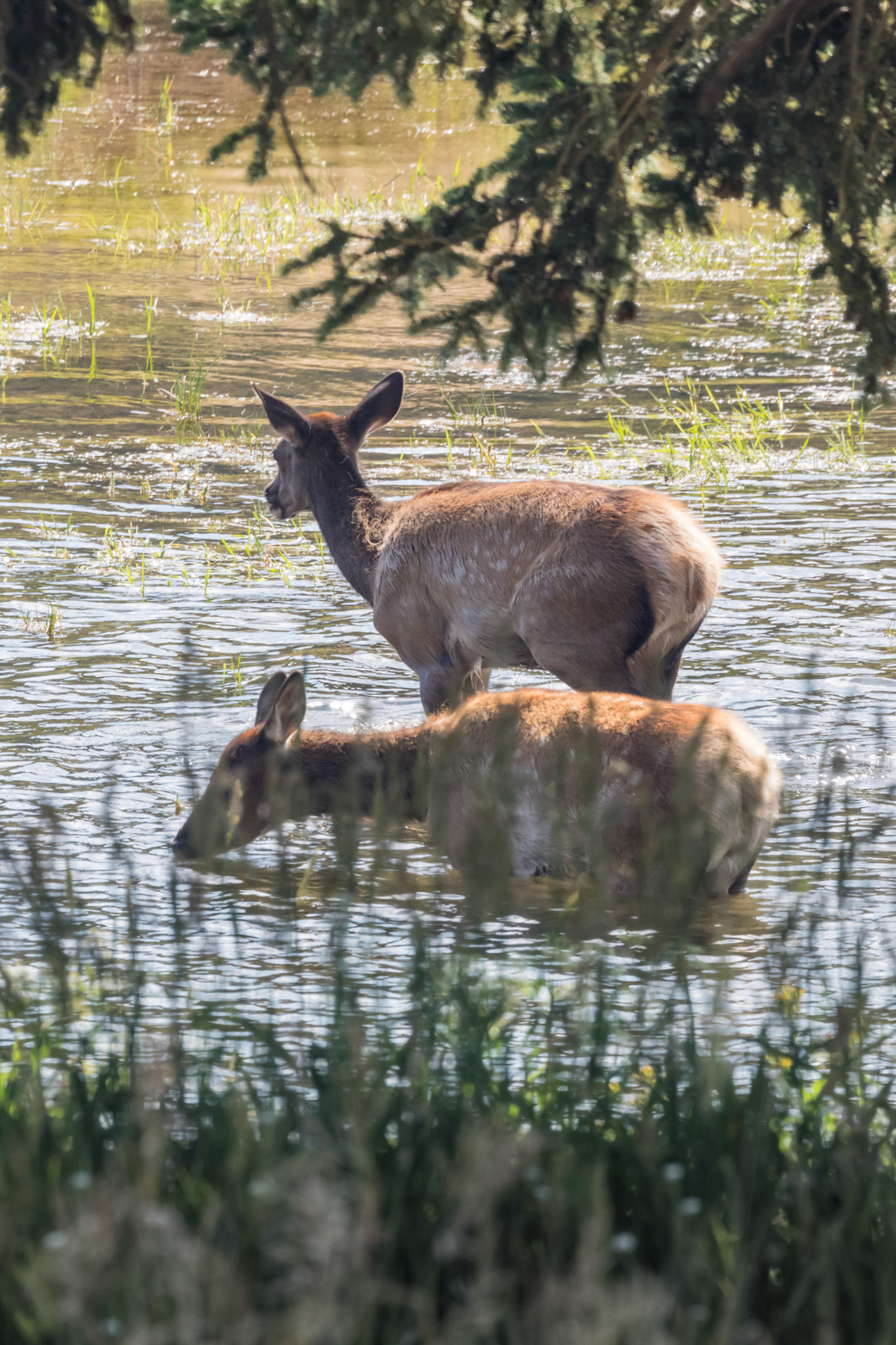 Elk, Madison River