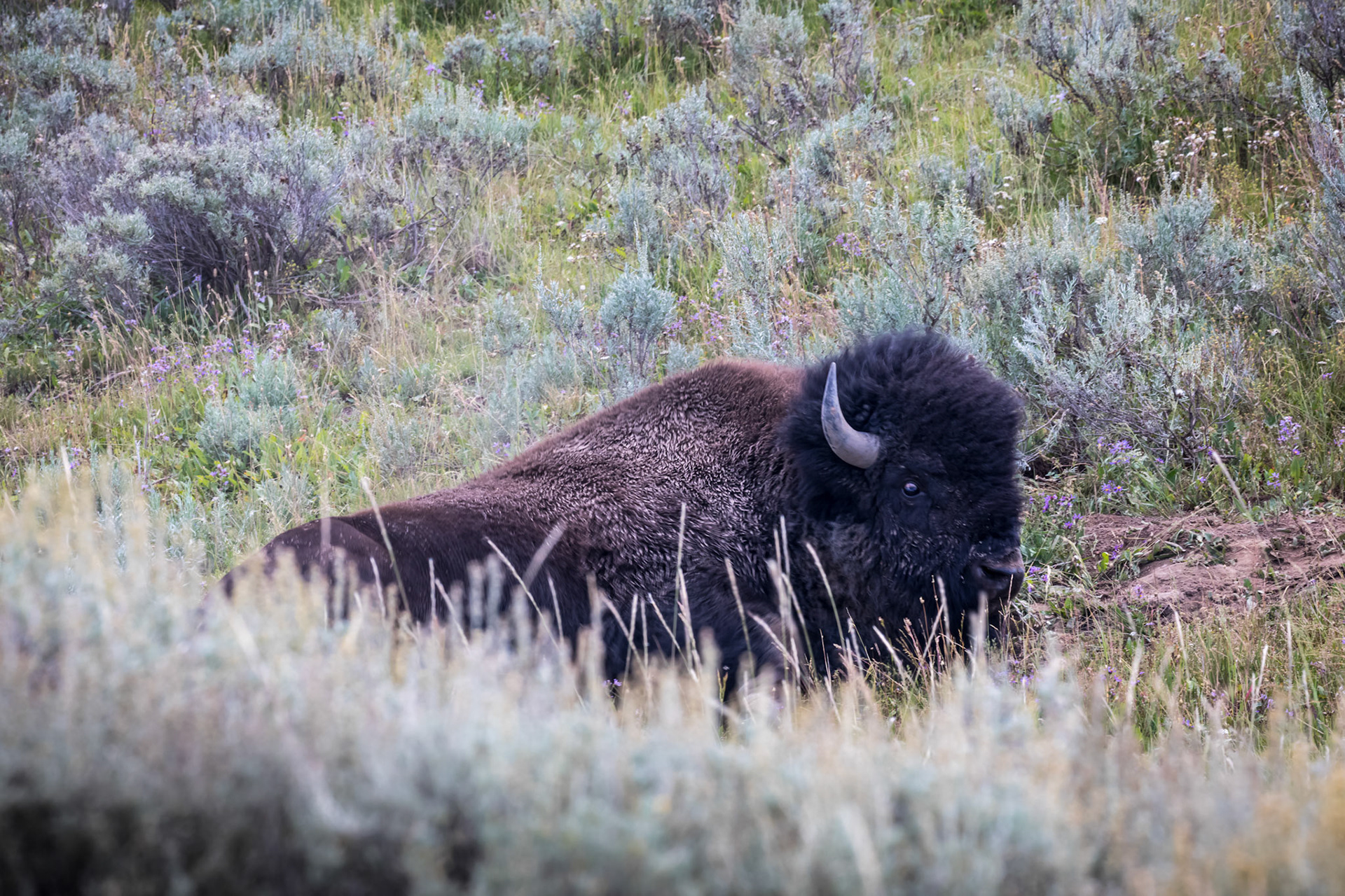 Bison bull in the Hayden Valley along the Yellowstone River