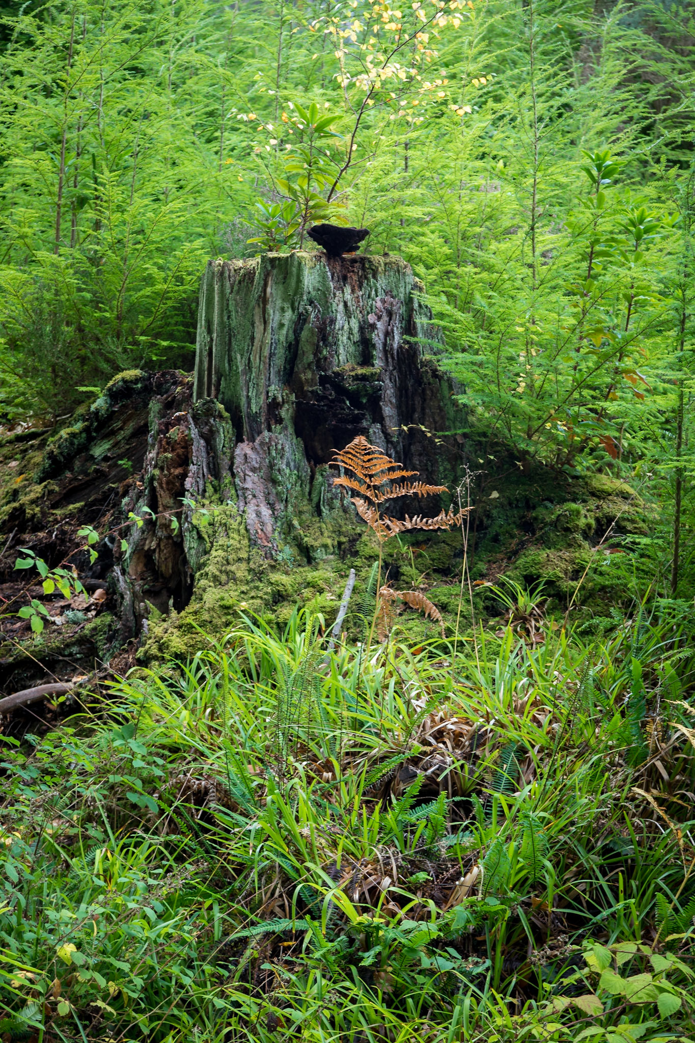 In a forest near to Fochabers village, Moray.