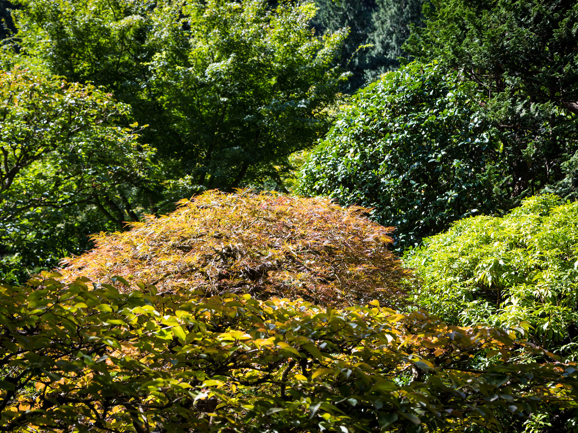In the Portland Japanese Garden