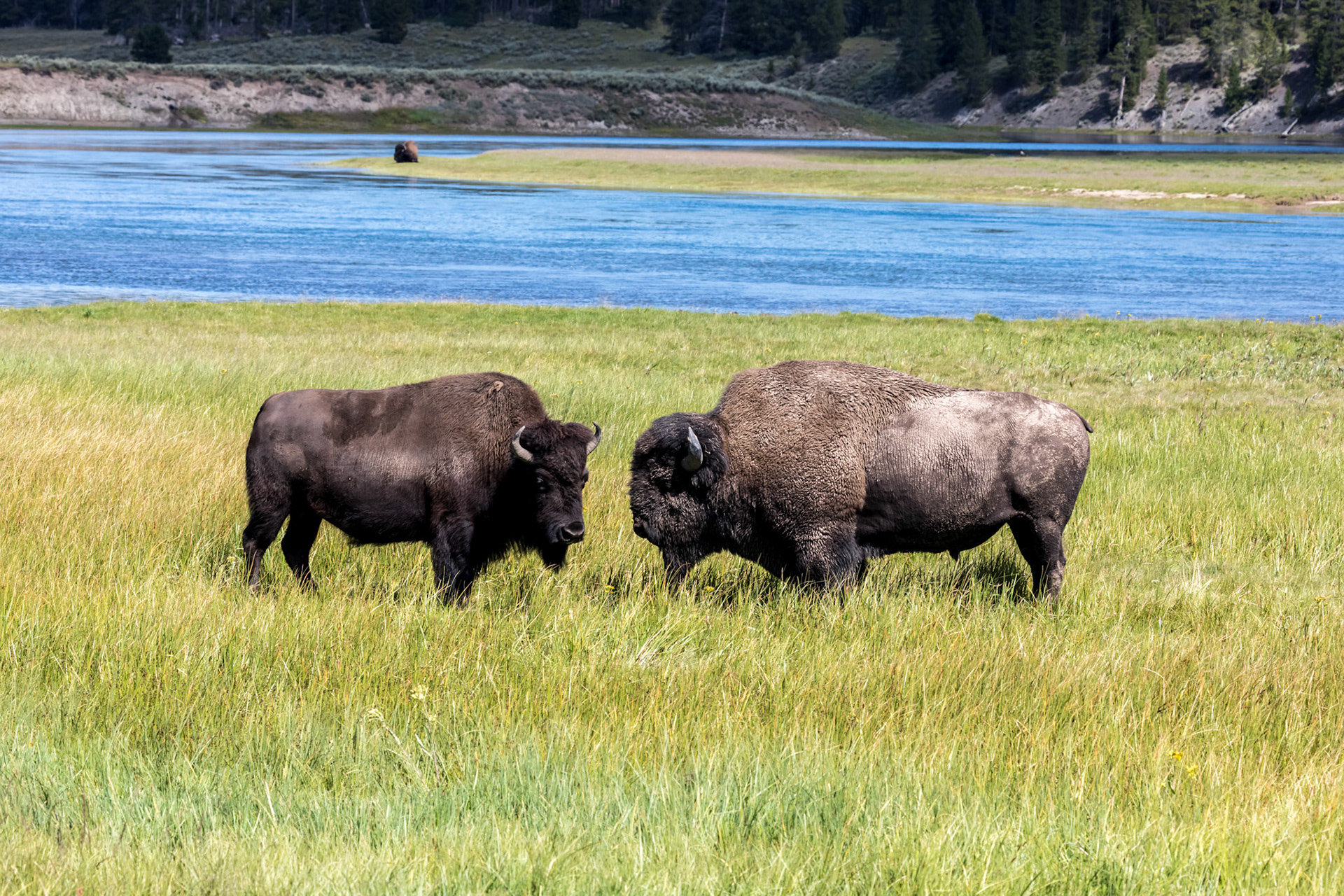 Cow and bull bison