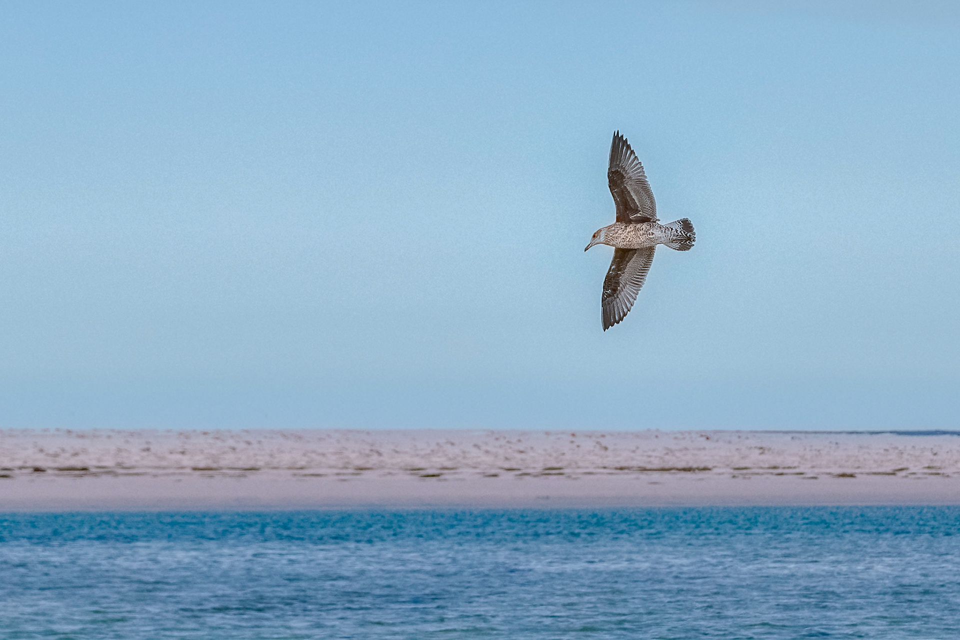 Large gull sweeps around looking for prey. Policeman's Point.