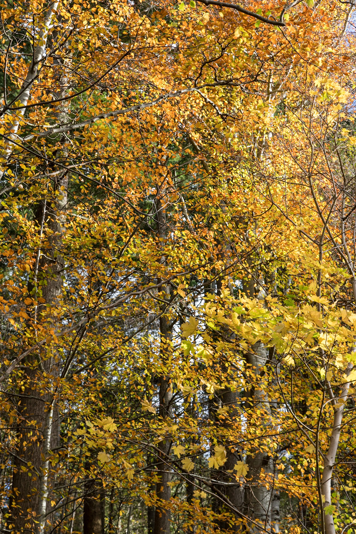 Autumn colours on the Glencoe Lochan Trail