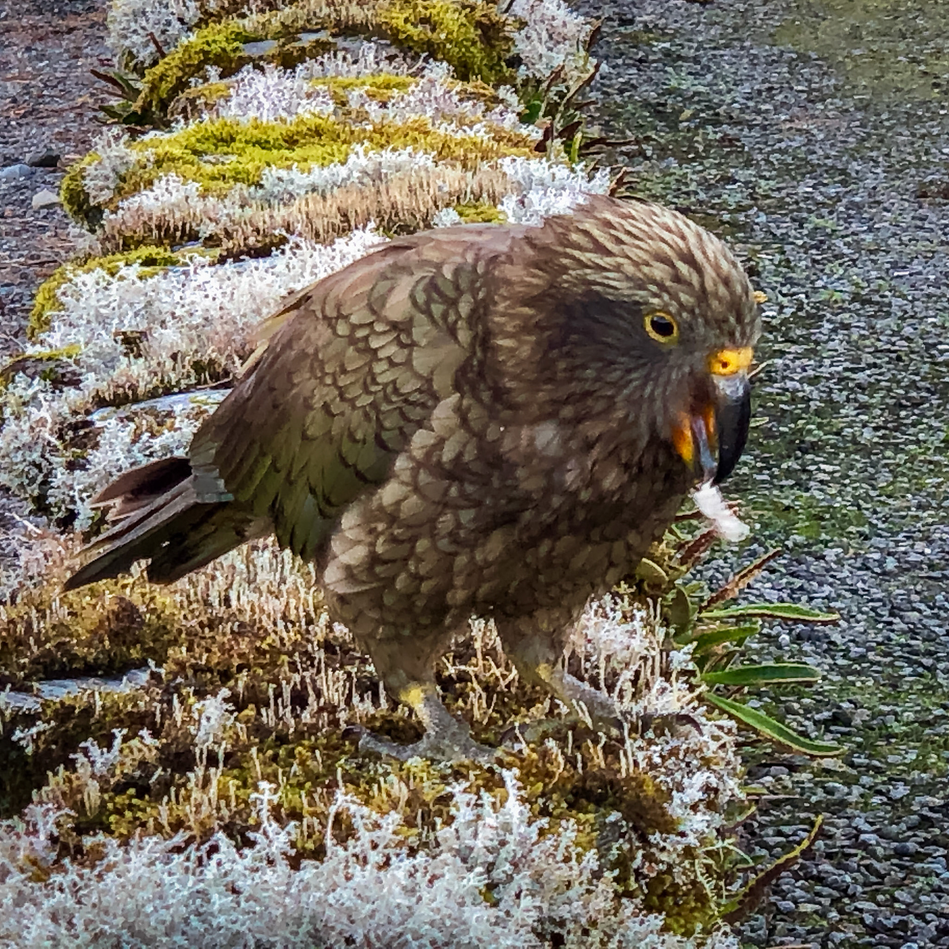 A Kea parrot
