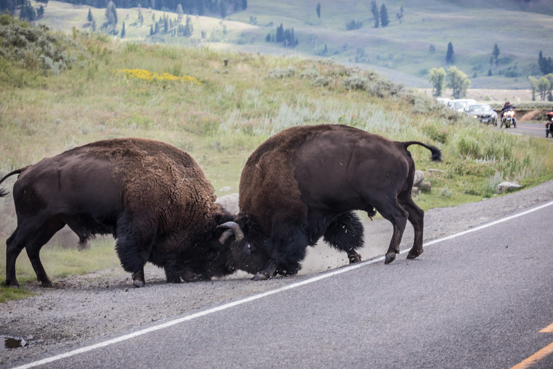The fight is on, stopping traffic