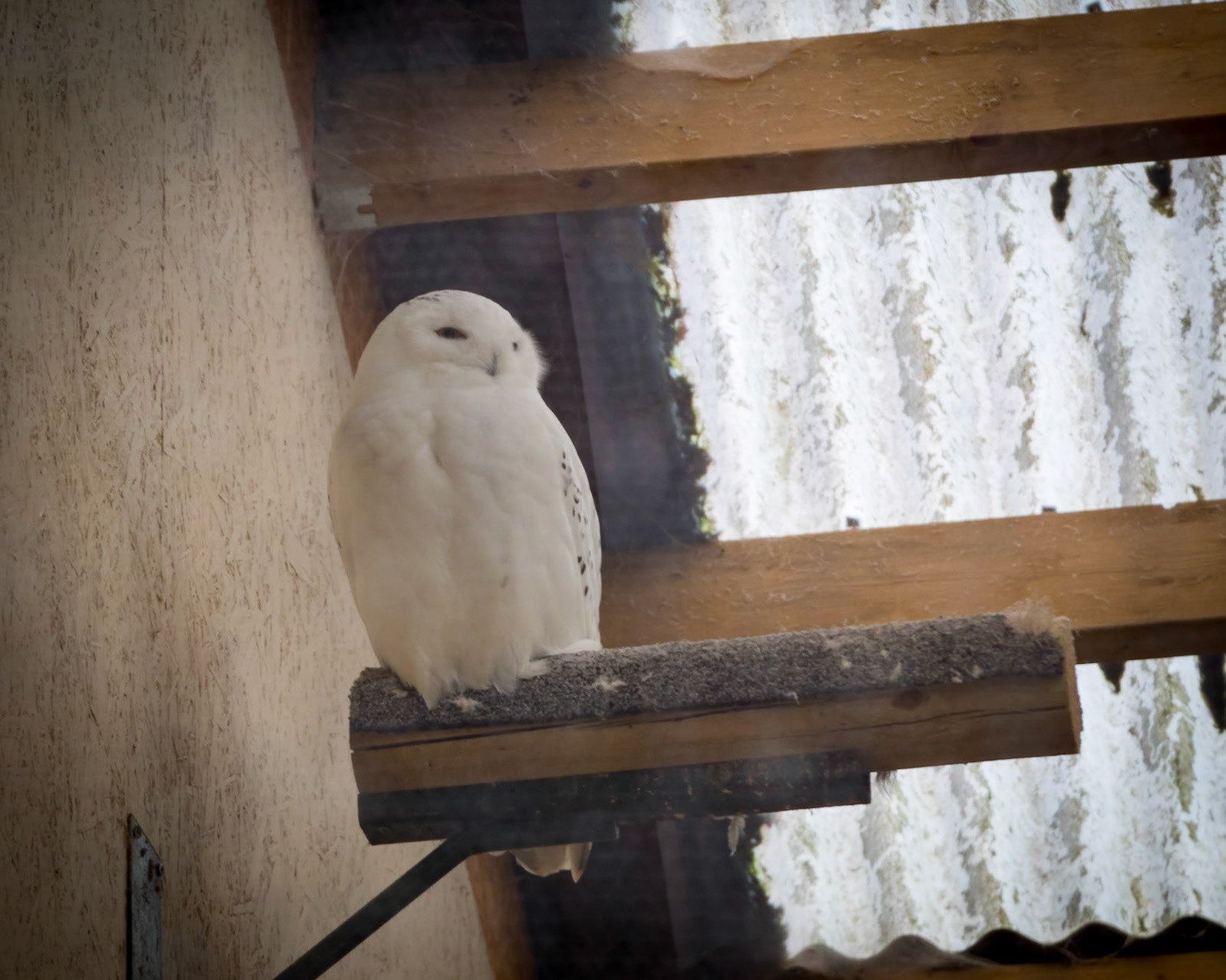Snowy Owl (Bubo scaniacus)