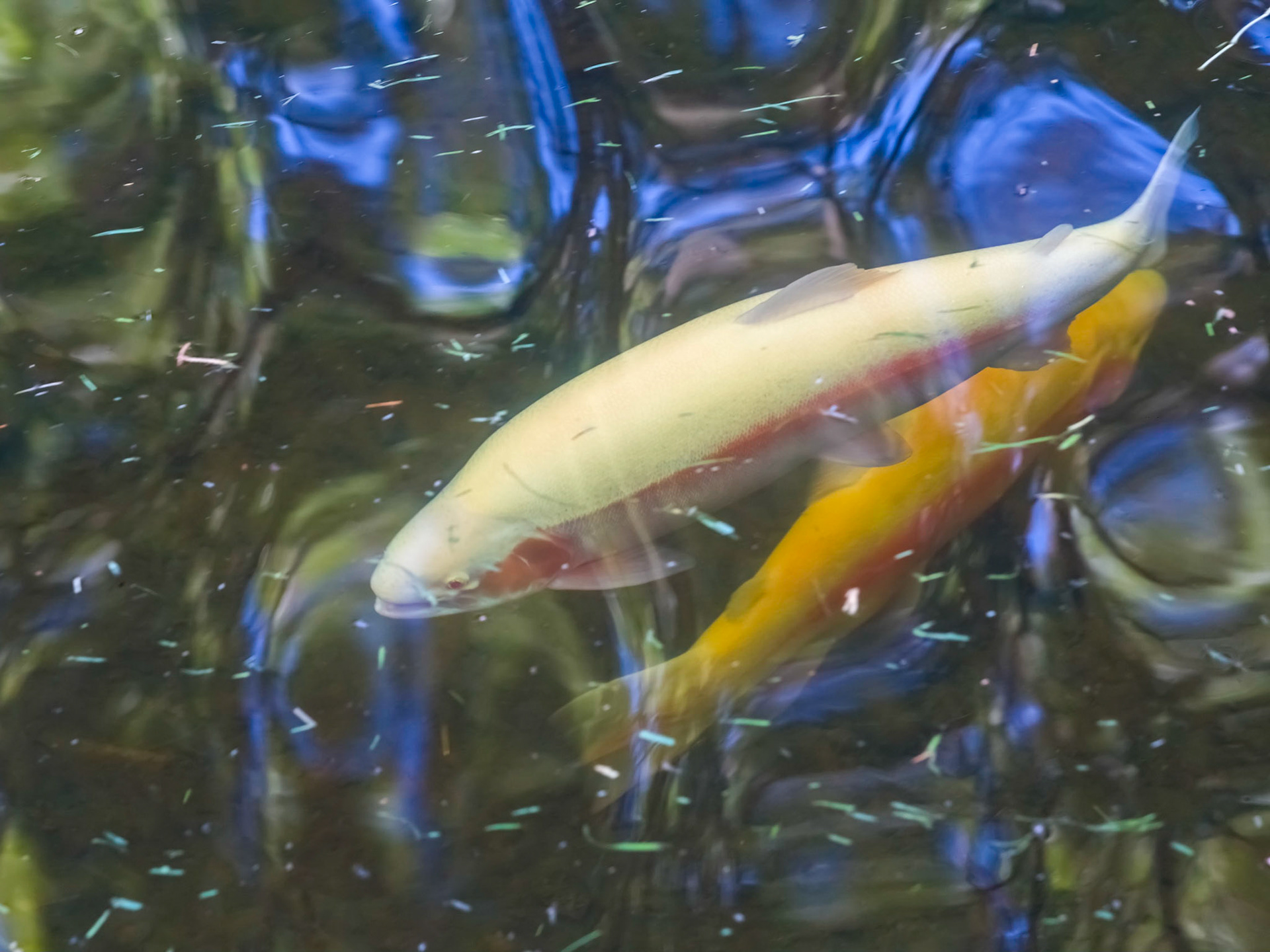 Albino rainbow trout. 'Oncorhynchus mykiss'.  At SALMON PONDS Heritage hatchery and gardens.