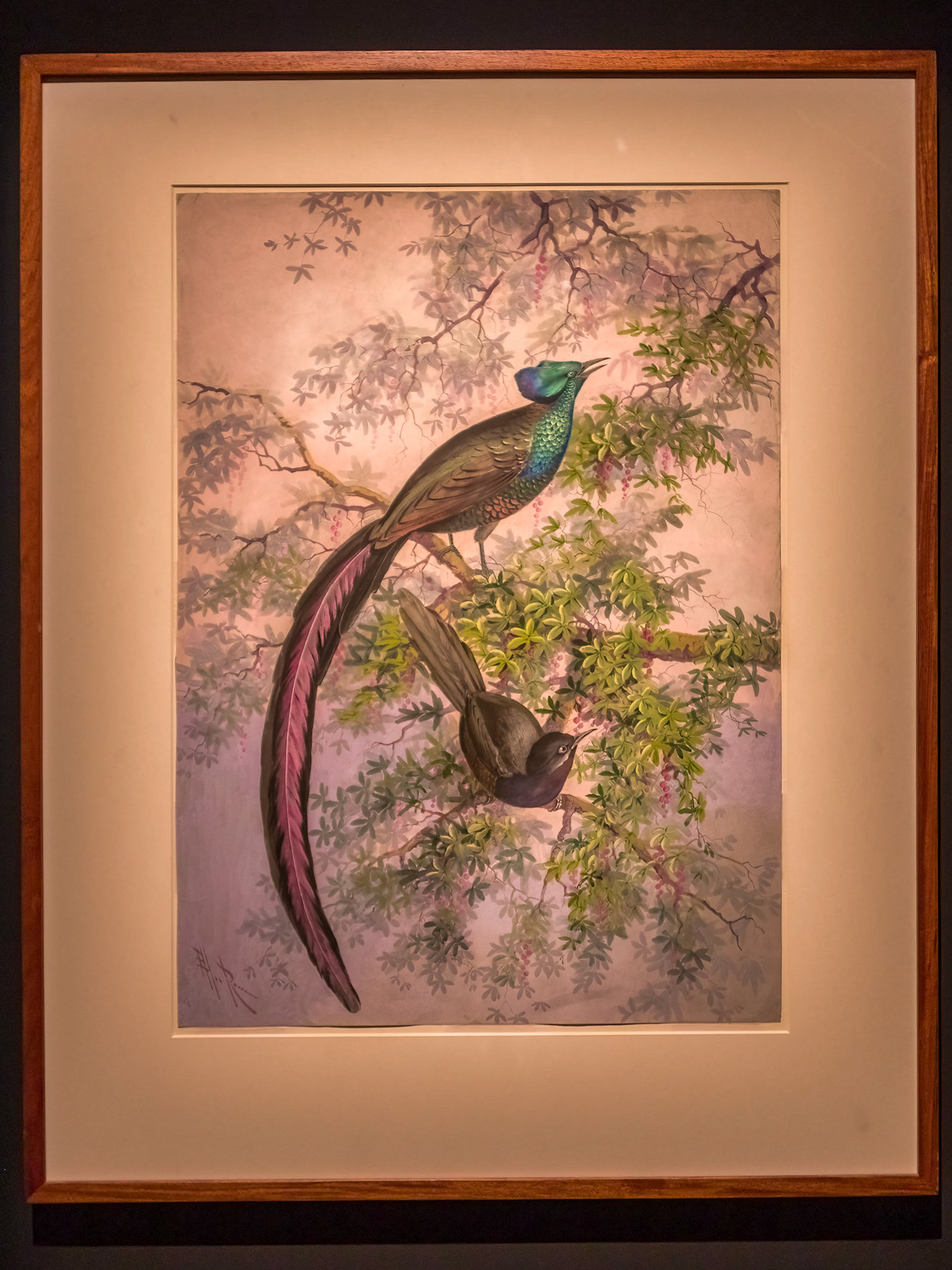 Princess Stephanie's Bird of Paradise (Astrapia Stephaniae), 1917 (Marian Ellis Rowan)