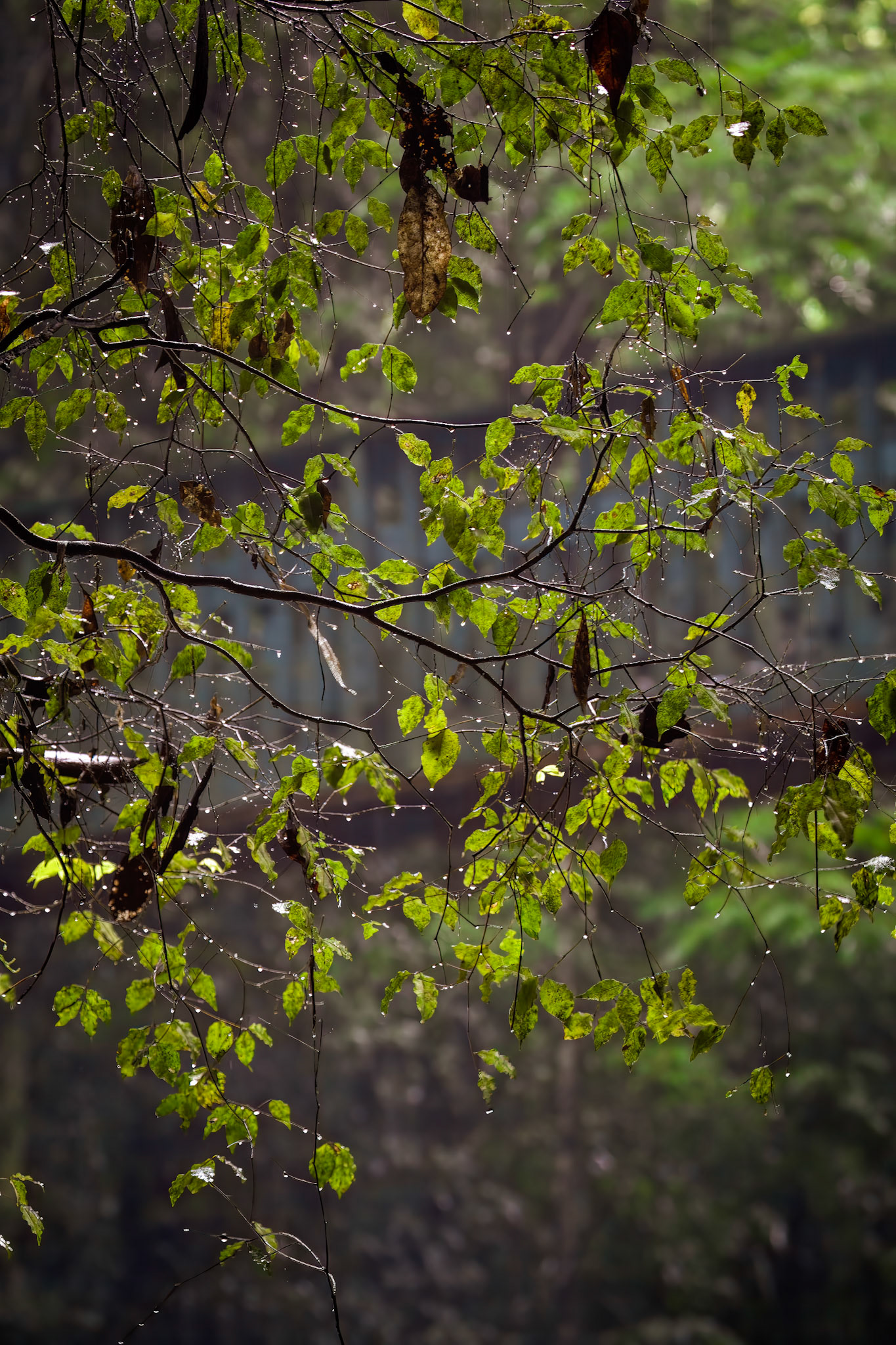 Rainy morning at Buderim (Serenity) Falls