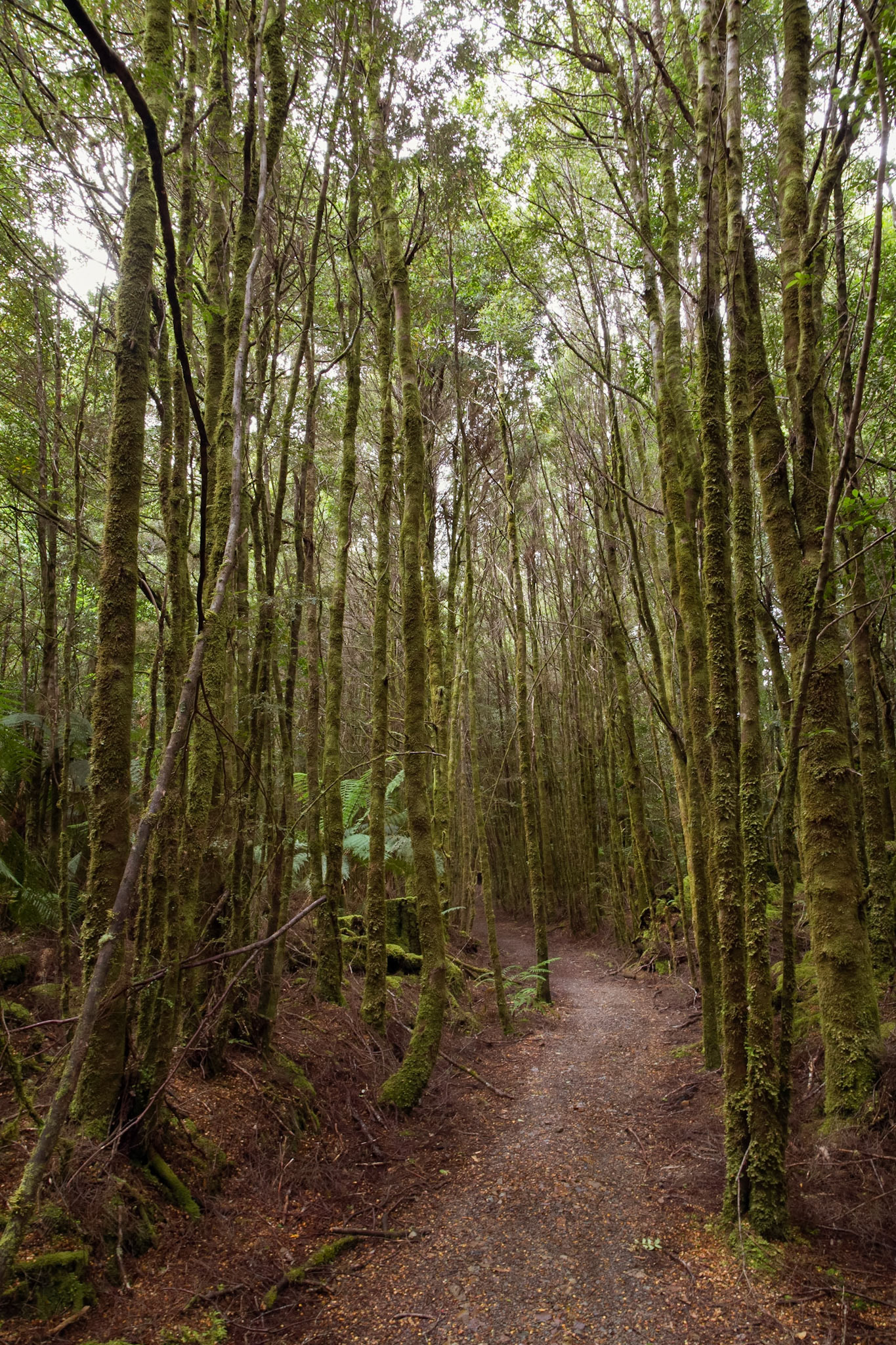 Along the track through rainforest to the Philosopher Falls, Waratah.