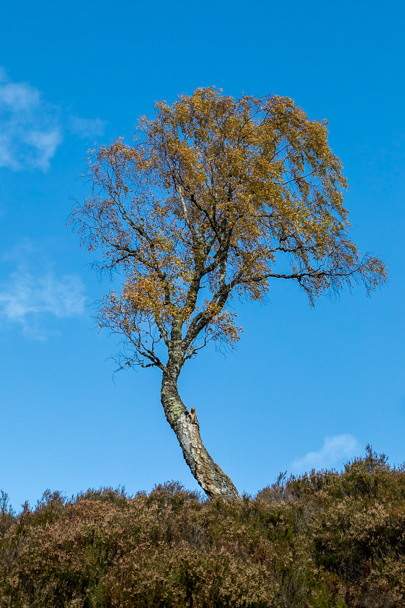 Along the river walk In Glen Affric, Highlands