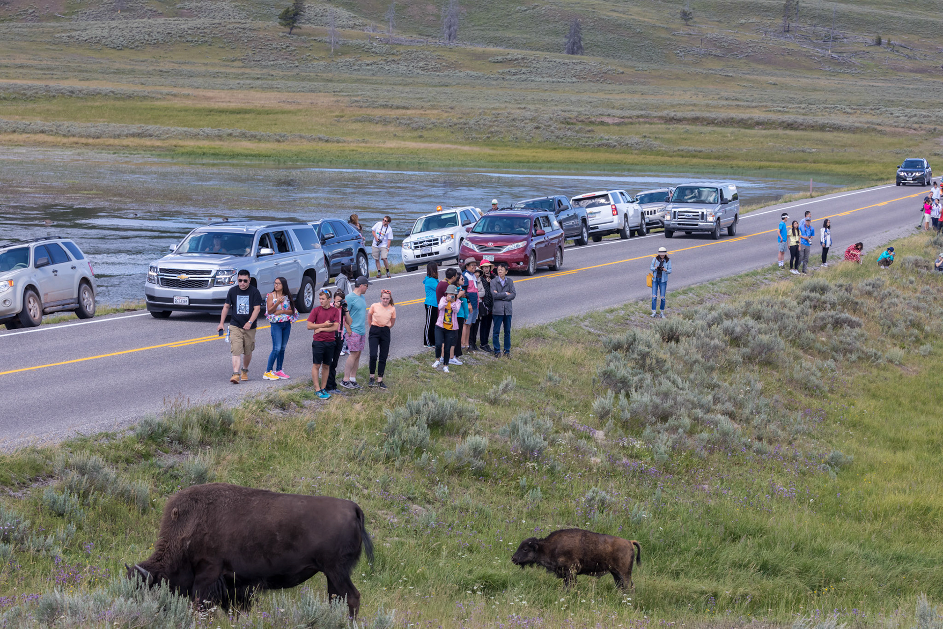 Cars pulled over for spectators to view the bison herd