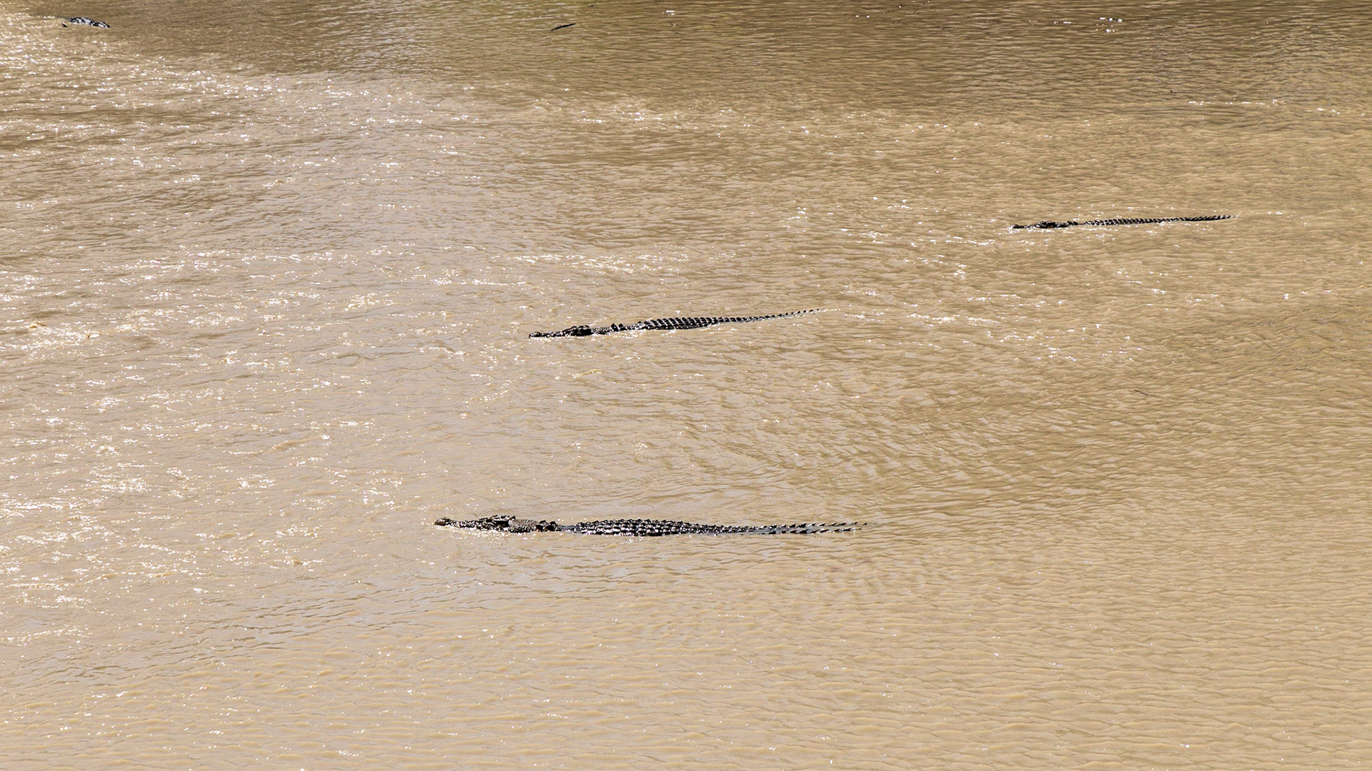 Crocodiles at Cahills Crossing, East Alligator River