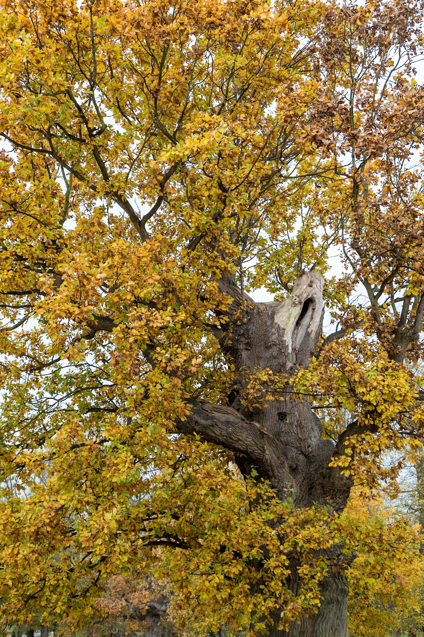 One of the ancient trees of Duncombe Park that was chosen for the National Centre for Birds of Prey