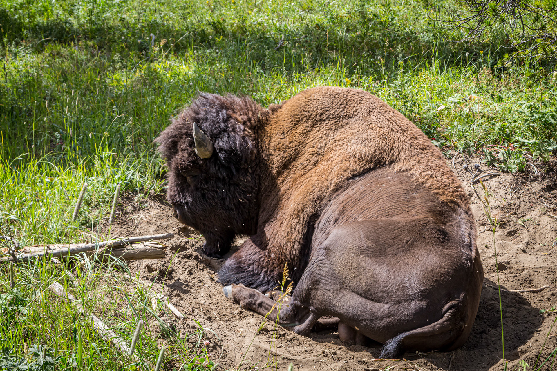 A solitary bull sleeping in his wallow, right on the northern boundary of the park with Montana 