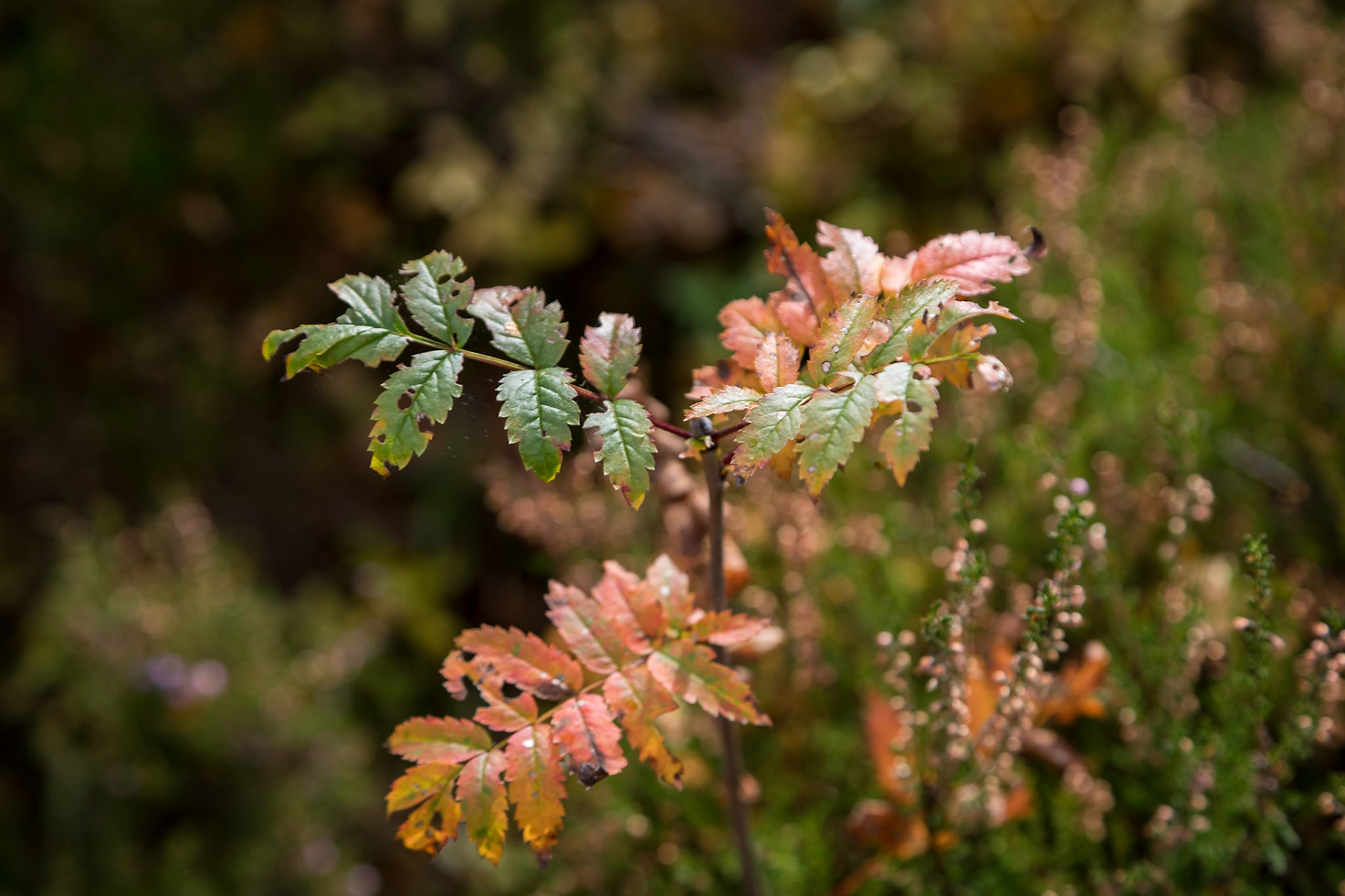 Along the river walk In Glen Affric, Highlands