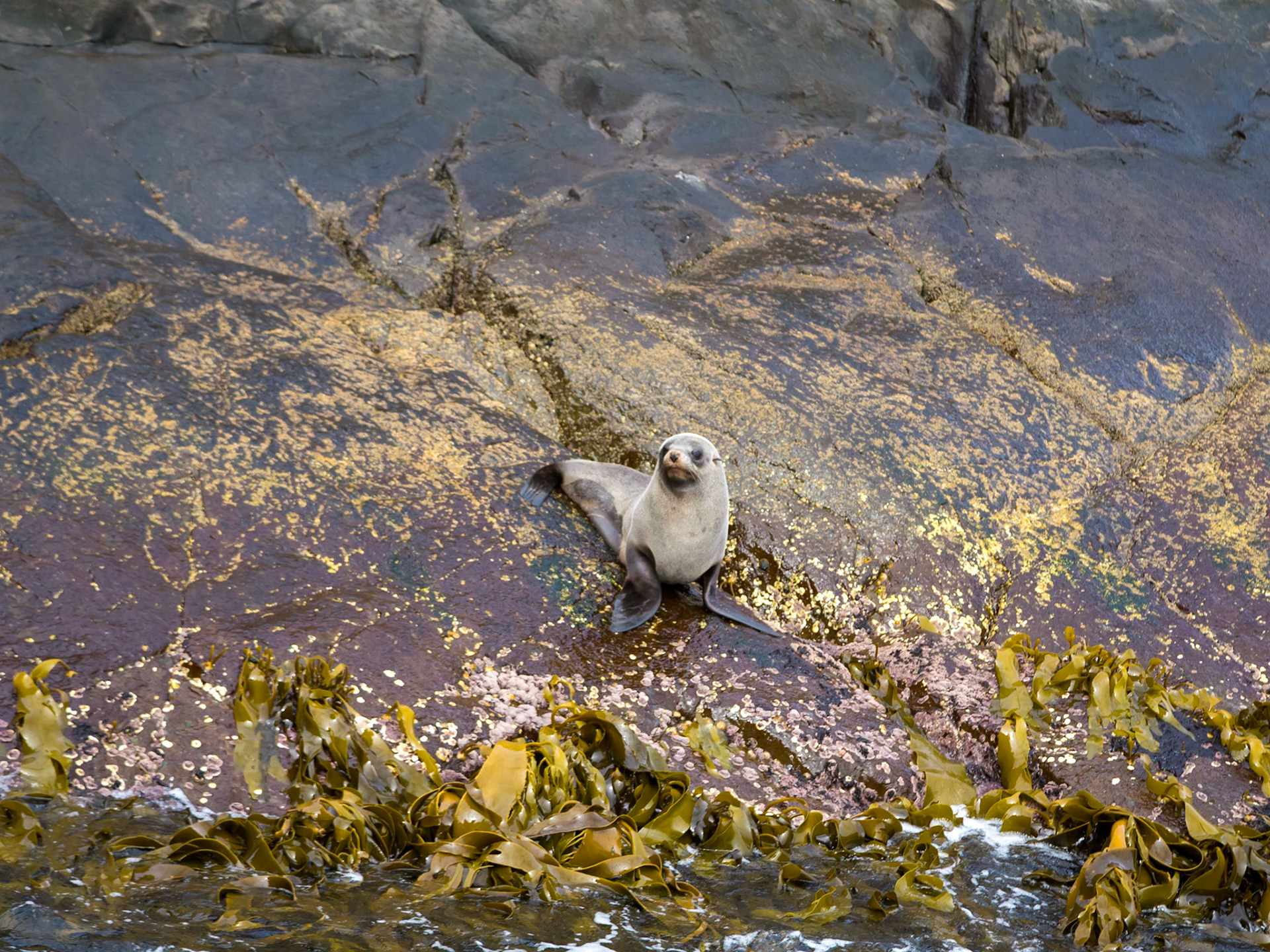 Cape Hauy seal