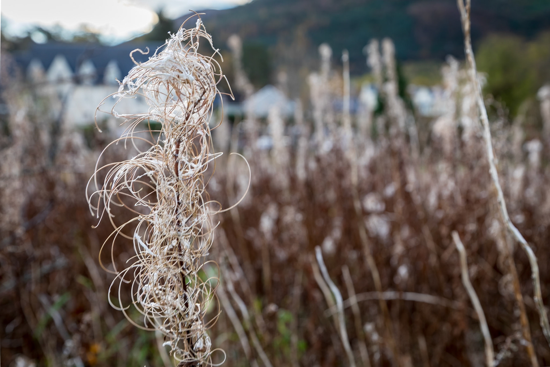 Early morning frost, Loch Linnhe