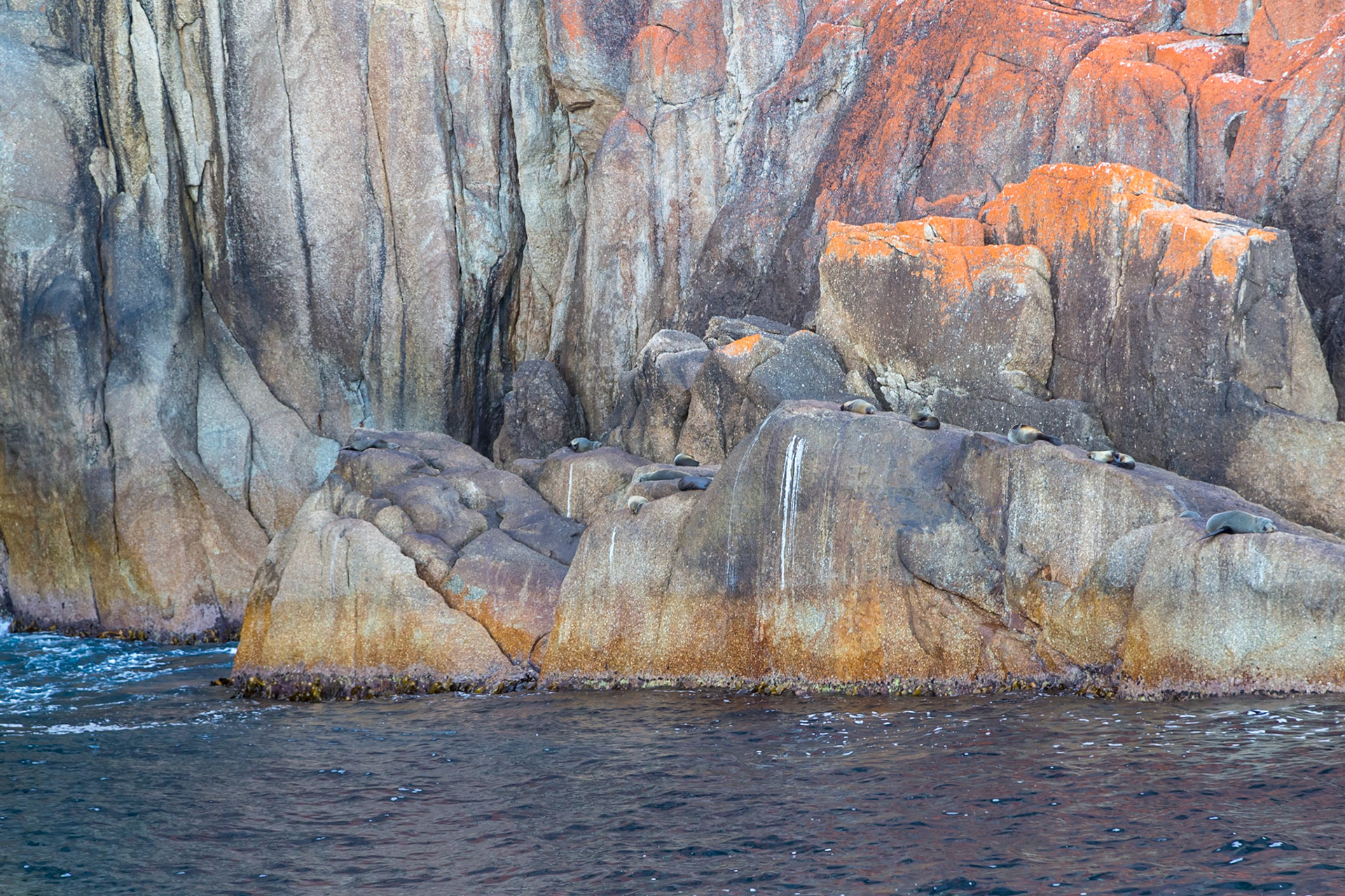 A group of young male seals on the granite rock