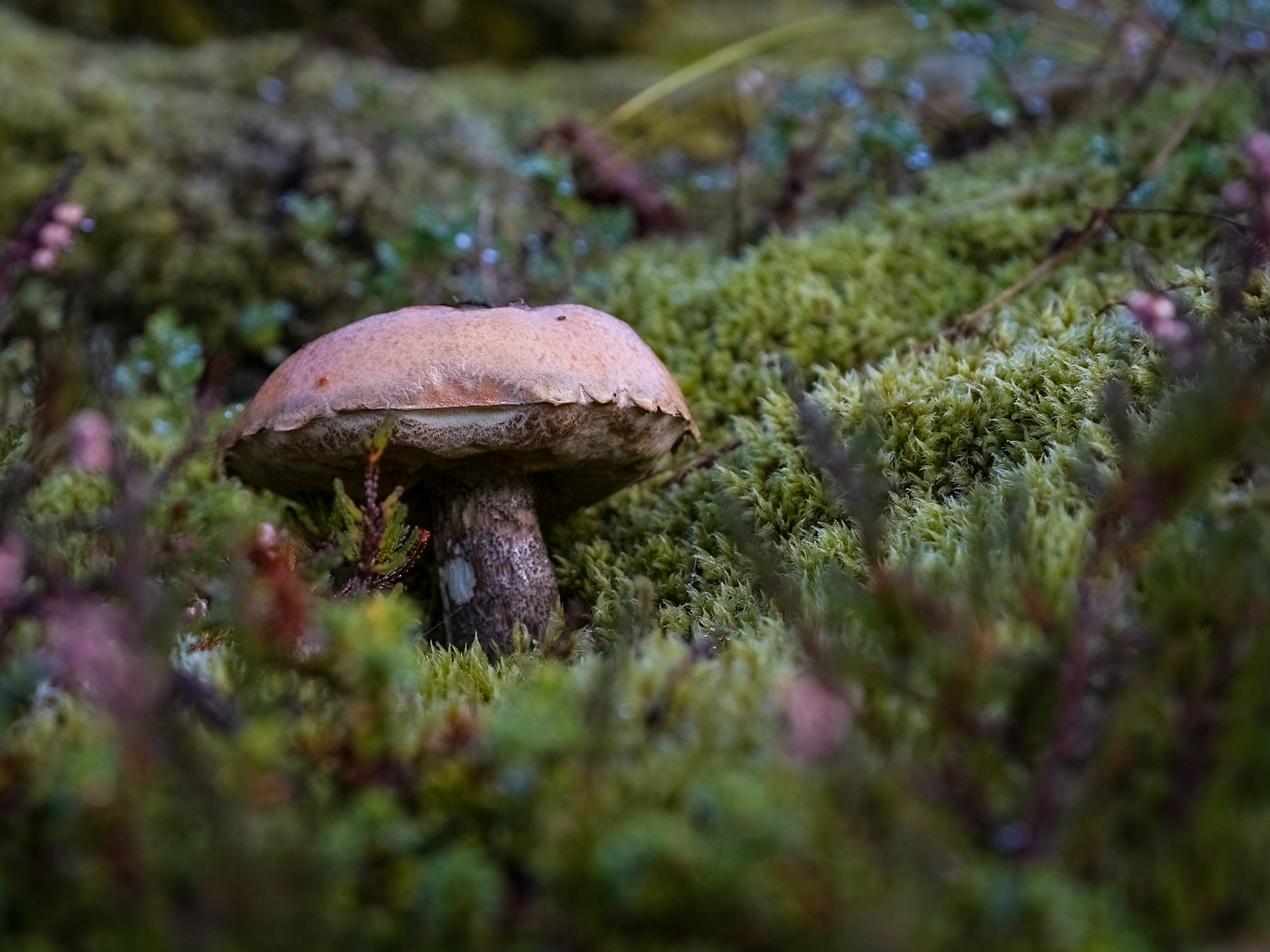 Roadside (Fv810) , Flakstad. 08:55 am