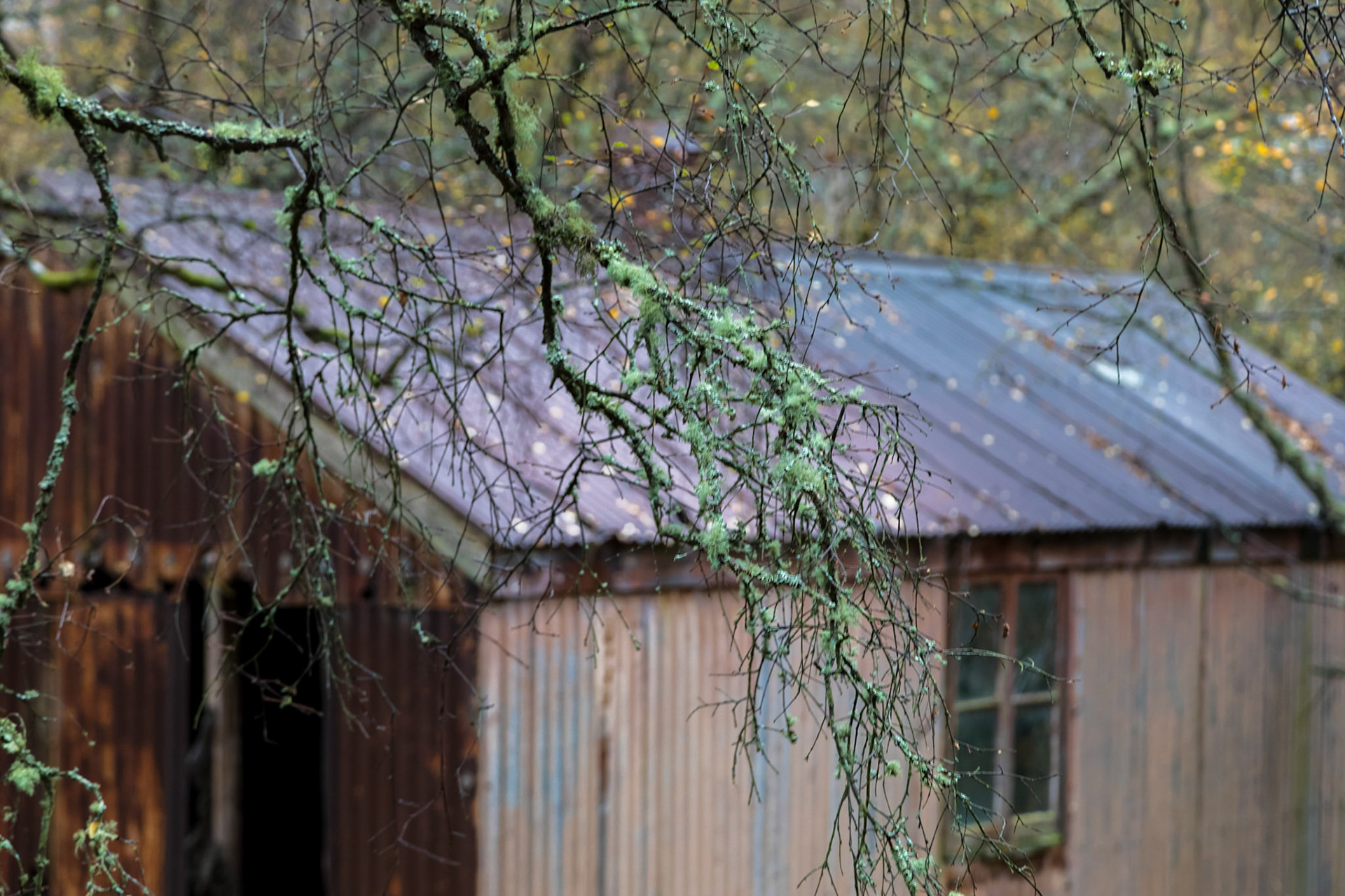 Derelict shed in a damp forest near the River Polly