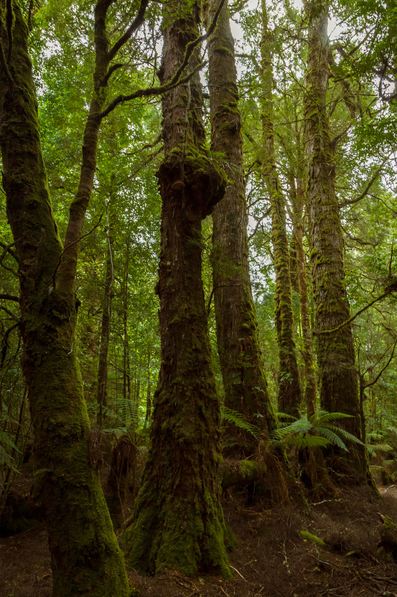 Along the track through rainforest to the Philosopher Falls, Waratah.