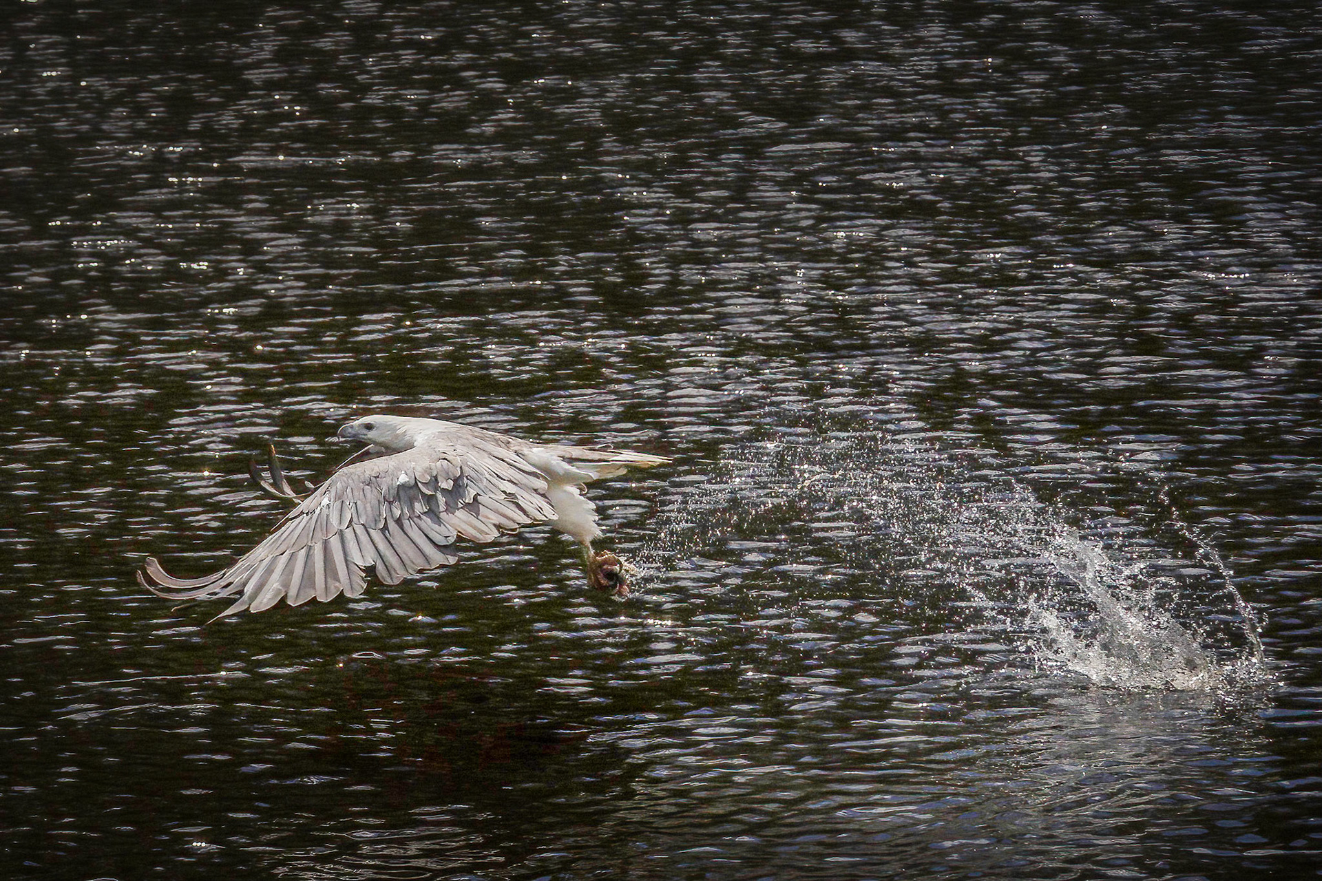 Sea Eagle snatched  prey from the Arthur River
