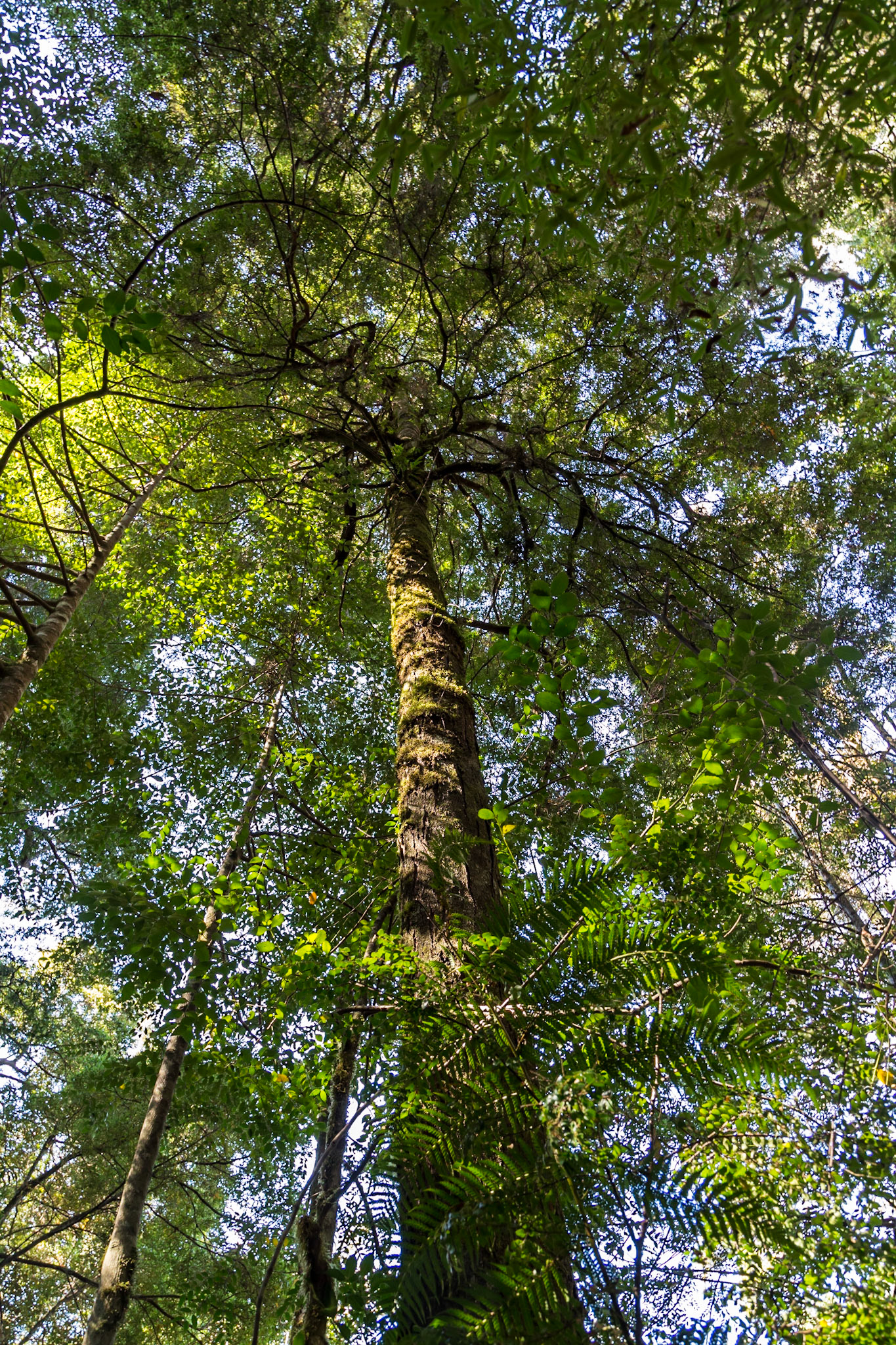 Myrtle (Nothofagus cunninghamii)