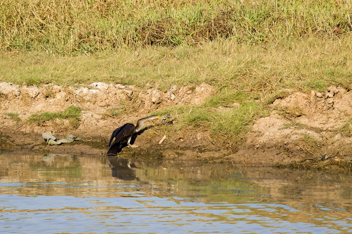 Australian Darter, with fish catch; Corroborrie Billabong, Mary River