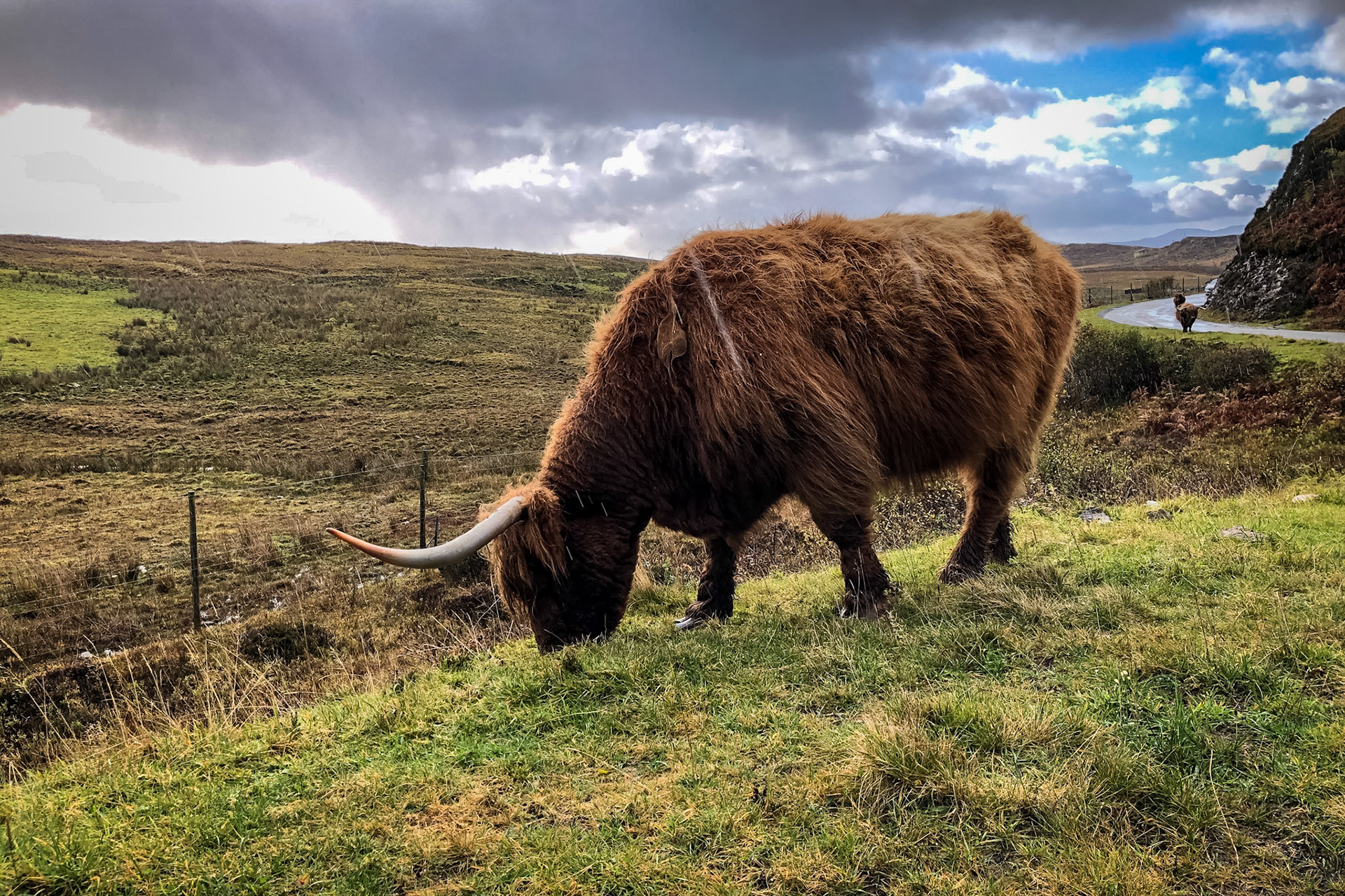Highland cattle grazing on the edge of B8083, Isle of Skye (raining)