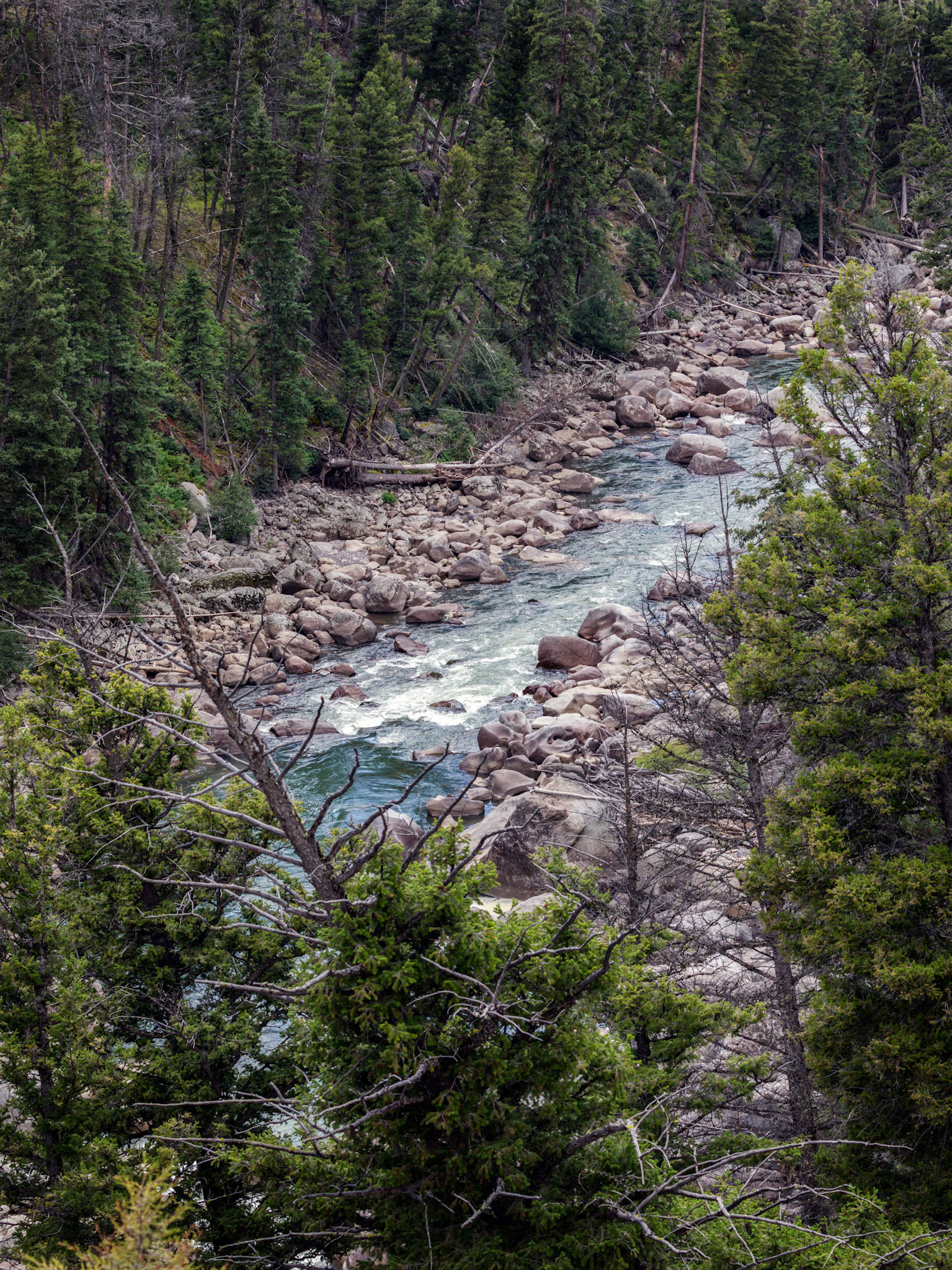 In the Lamar River Canyon