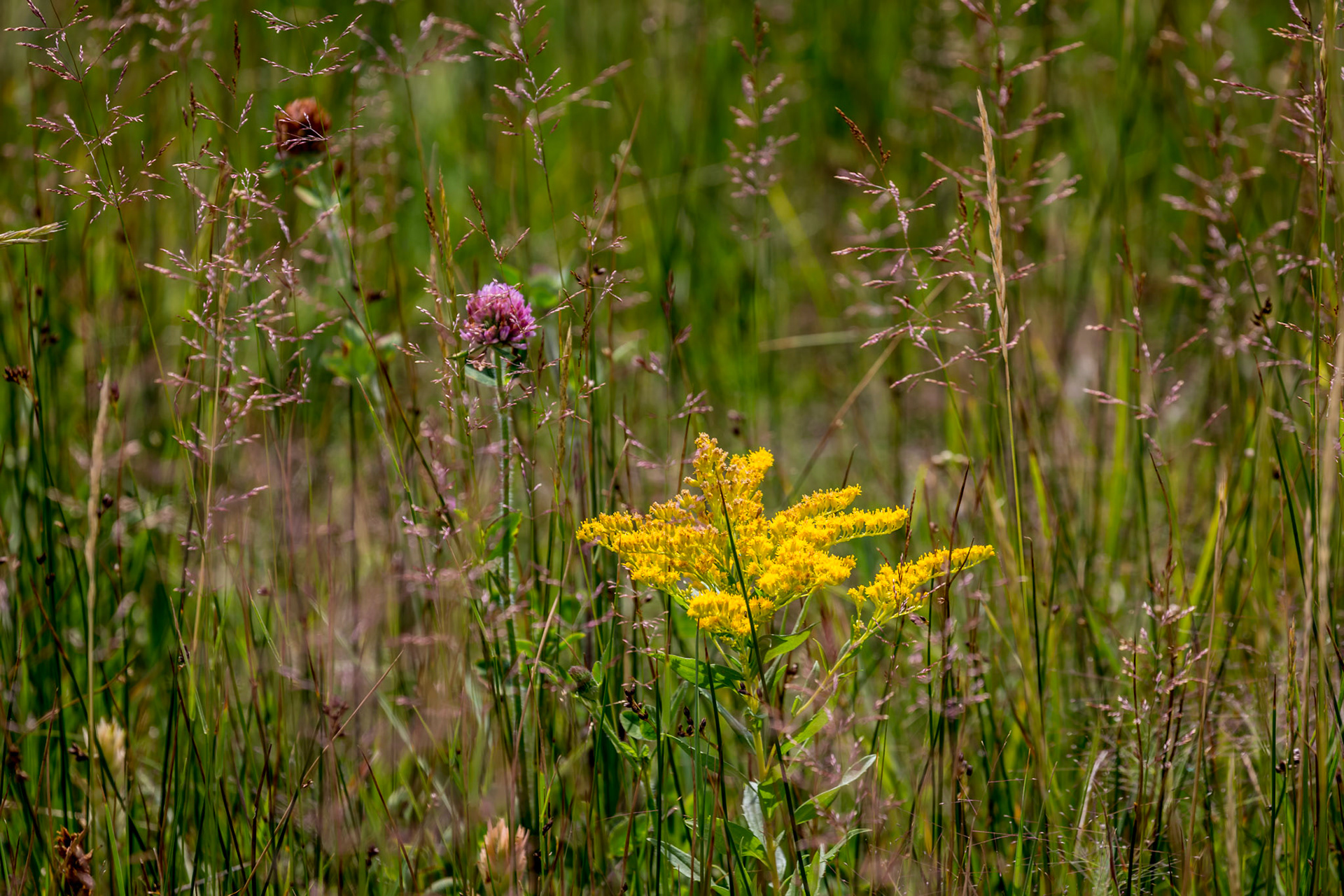 Flowers in the Black Sand Basin