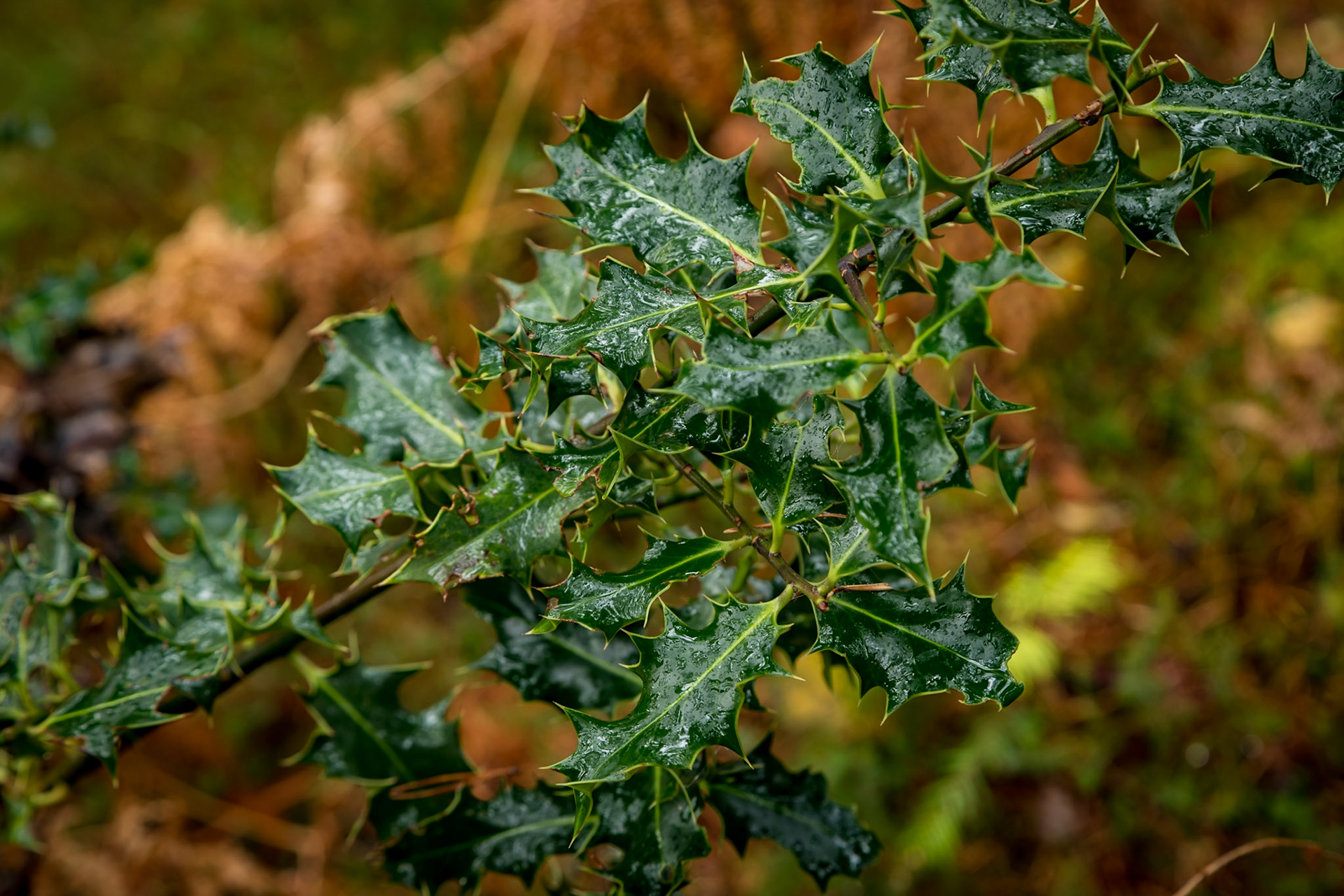 Holly in In the Lael Forest Garden