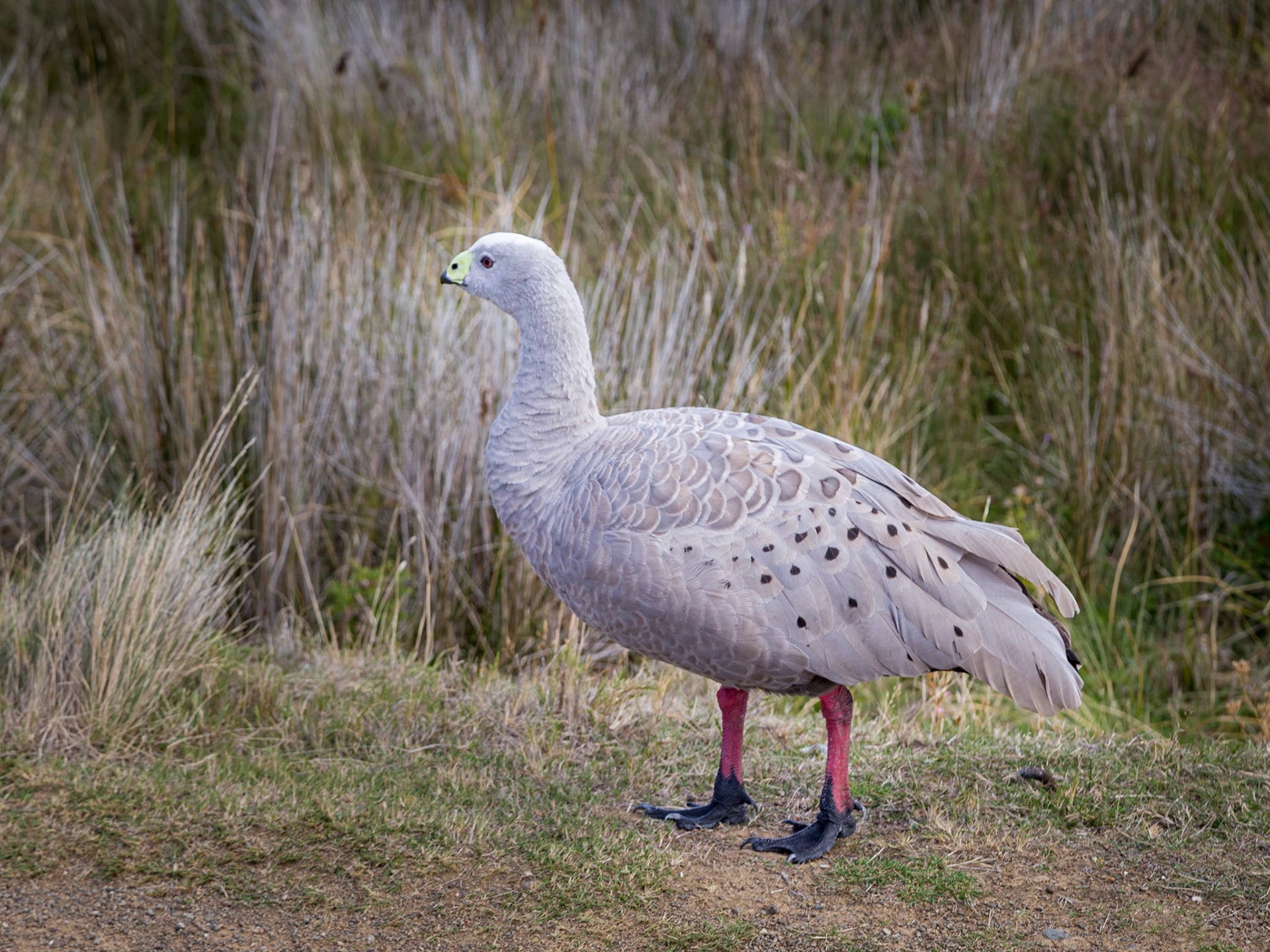 Cape Barren Goose. Maria Island
