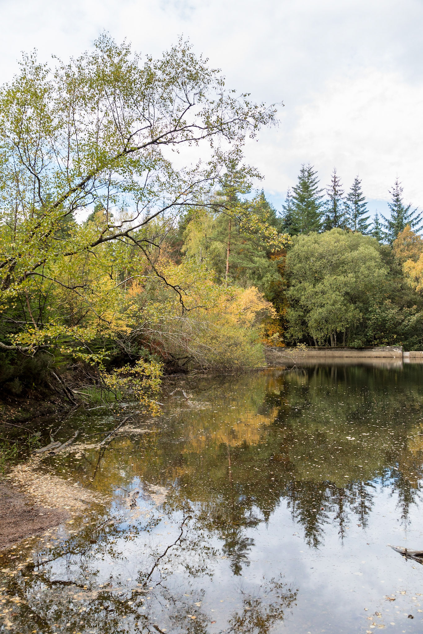 In a forest near to Fochabers village, Moray.