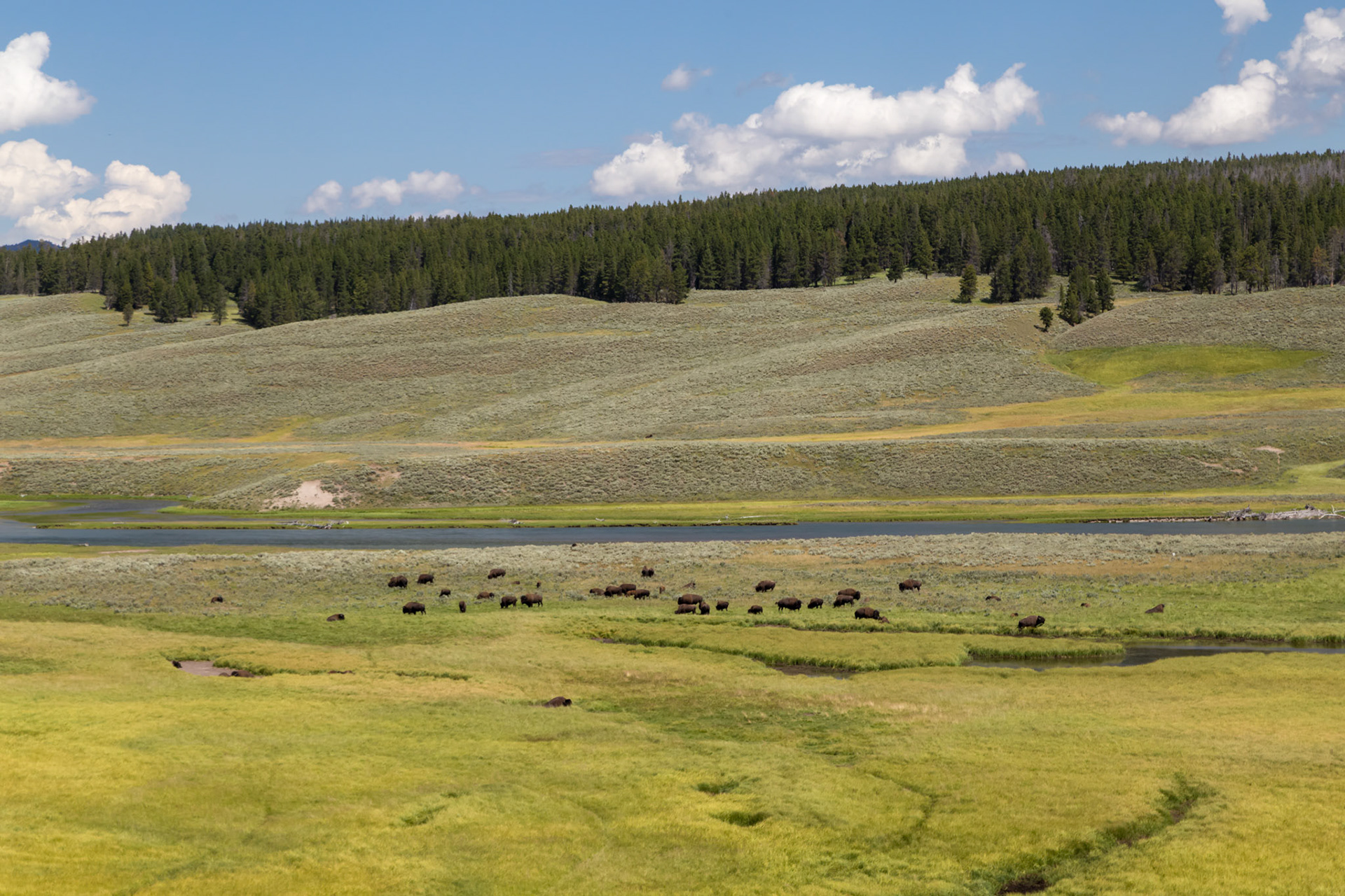 Bison herds in the Hayden Valley along the Yellowstone River