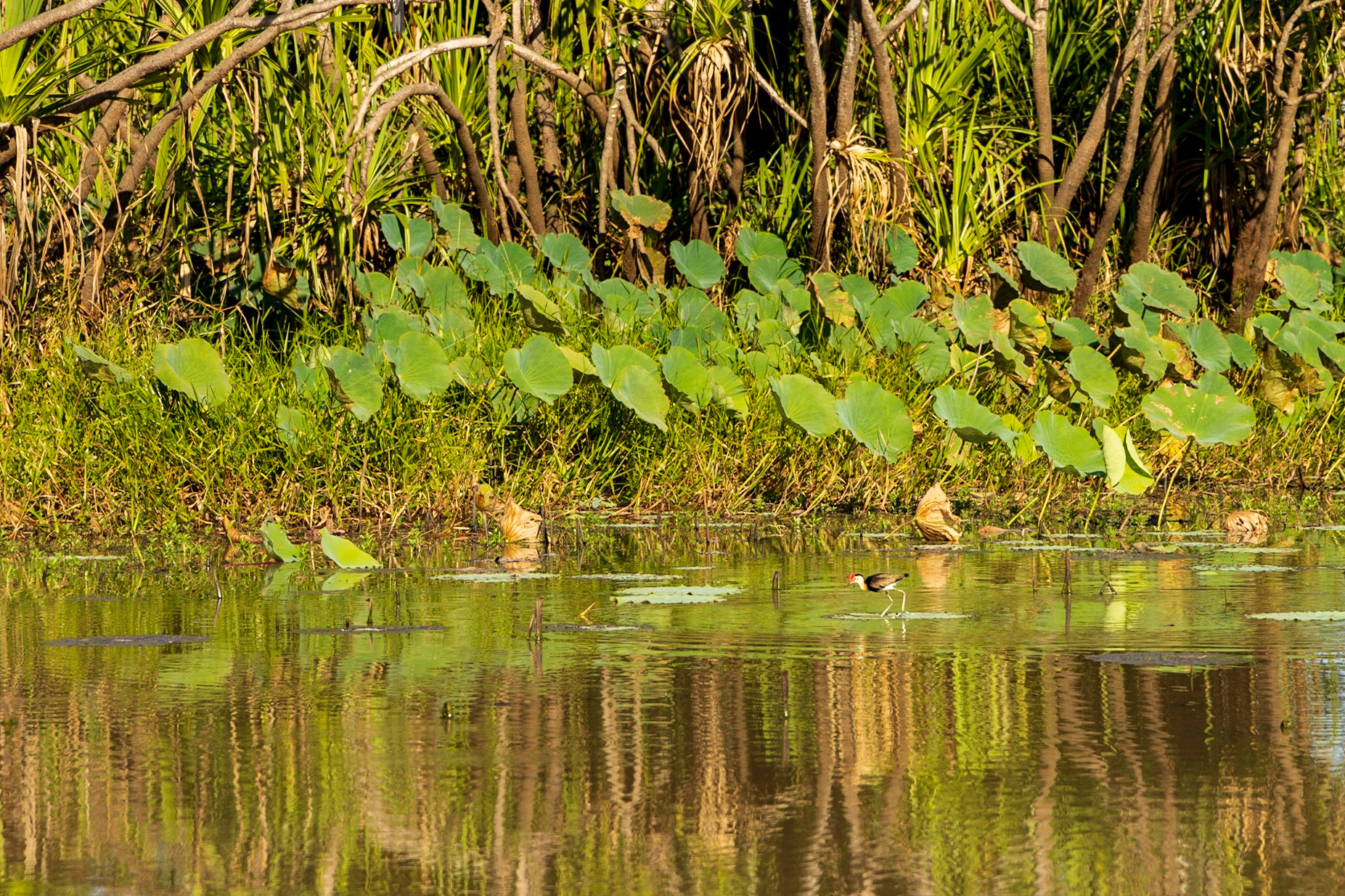Jacana (Jesus bird), Corroborrie Billabong, Mary River