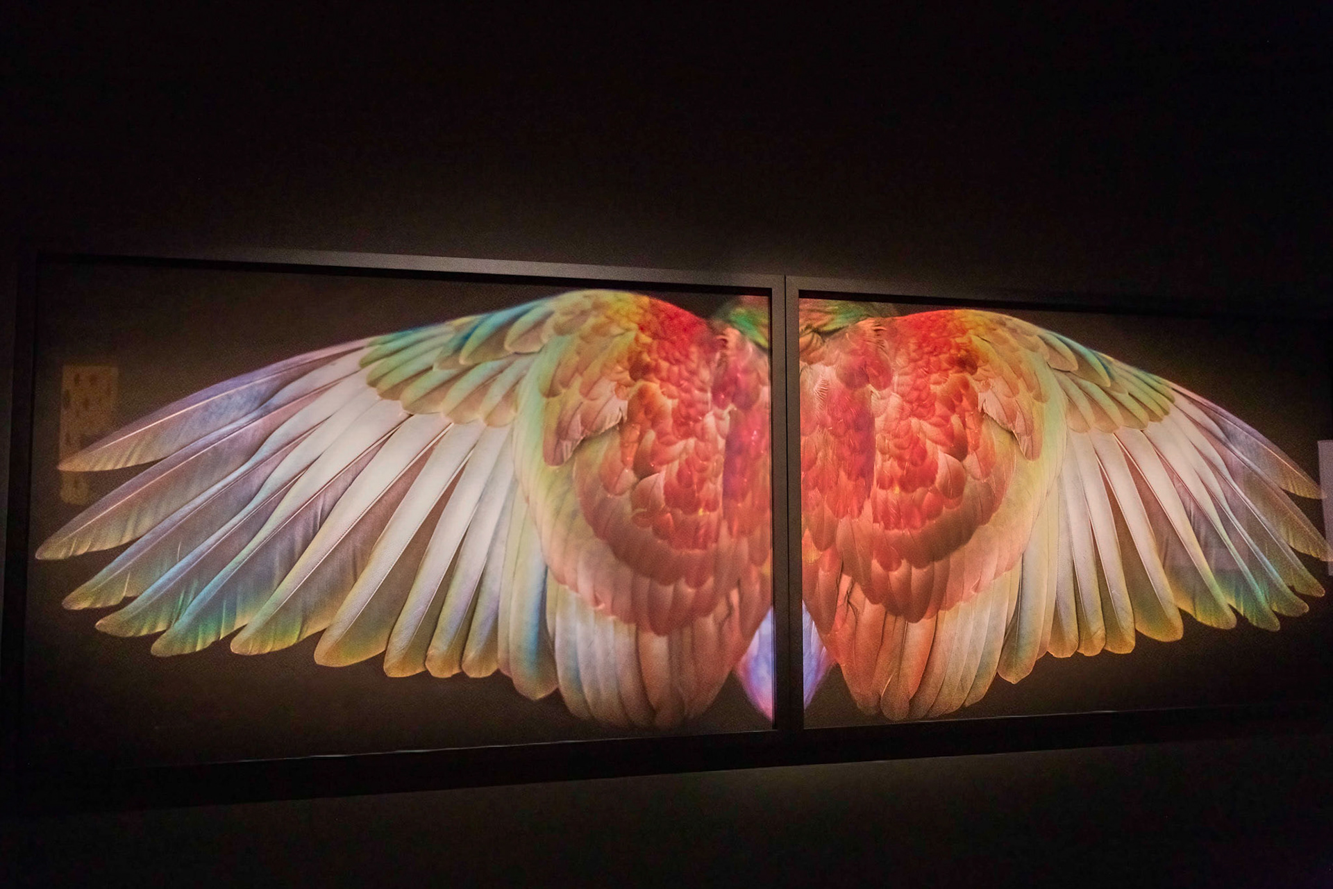 Kereru Wings, Waiheke 2010 (Fiona Pardington)