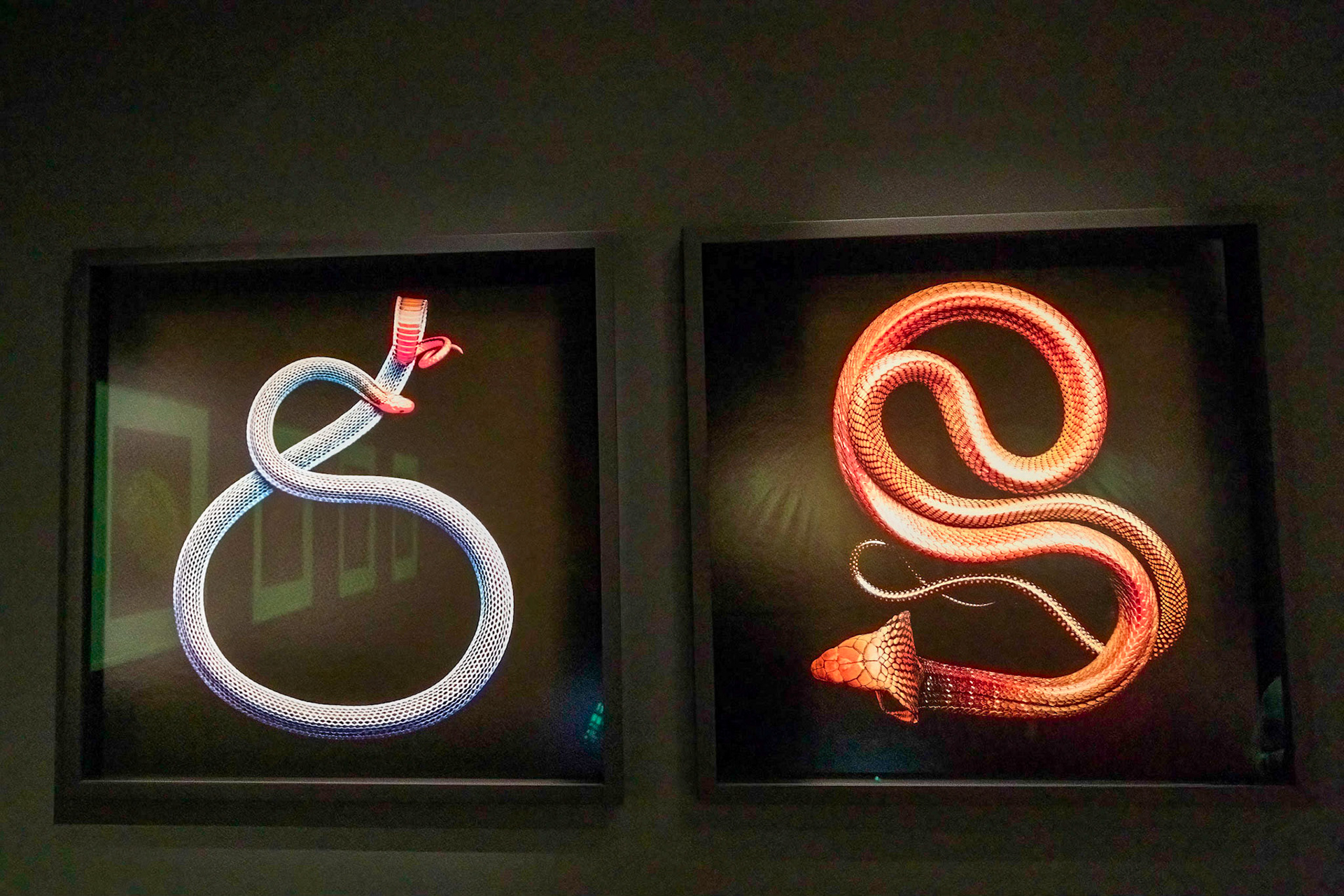 Blue Malaysian Coral Snake / King Cobra (Mark Laita)