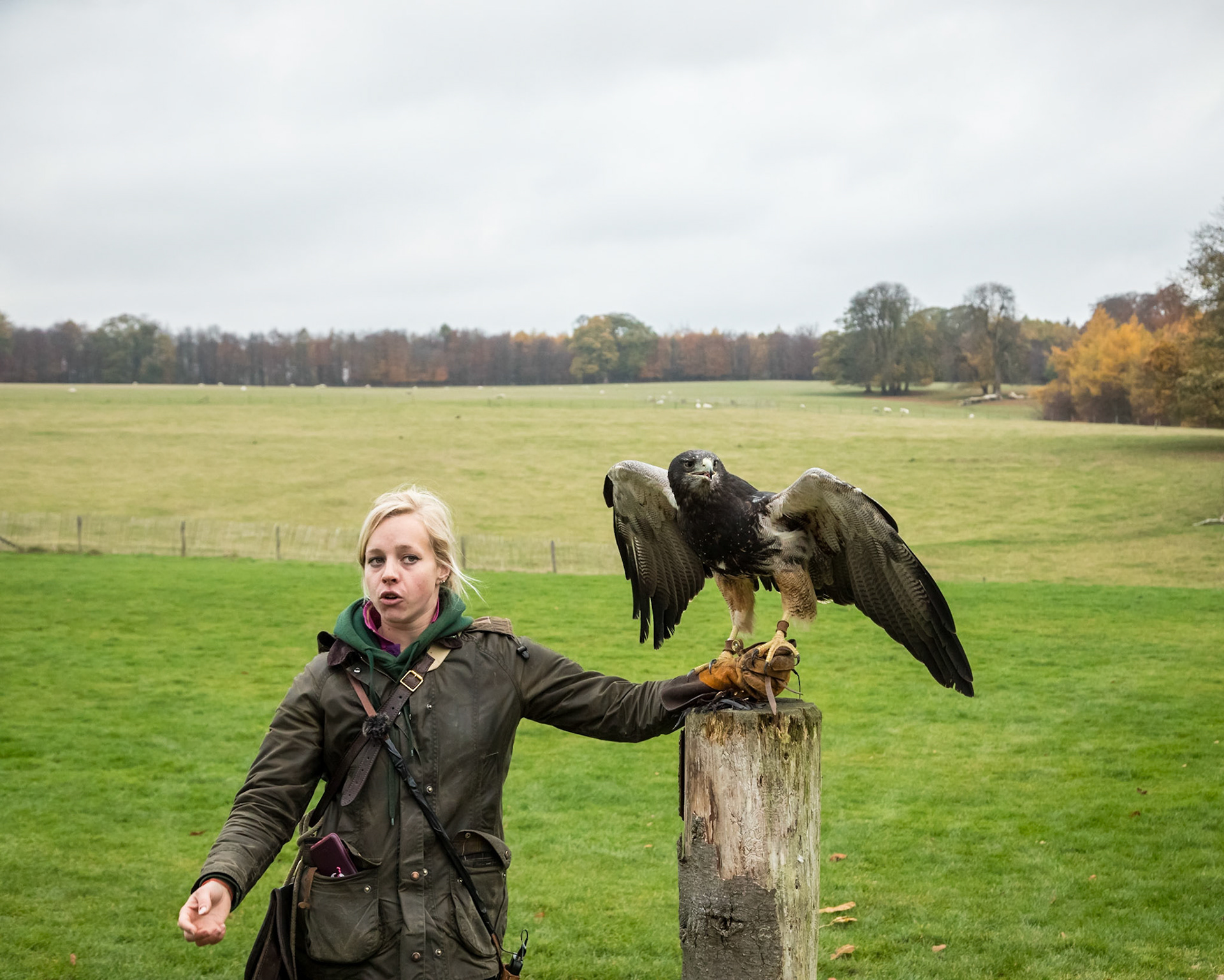 African Buzzard Eagle