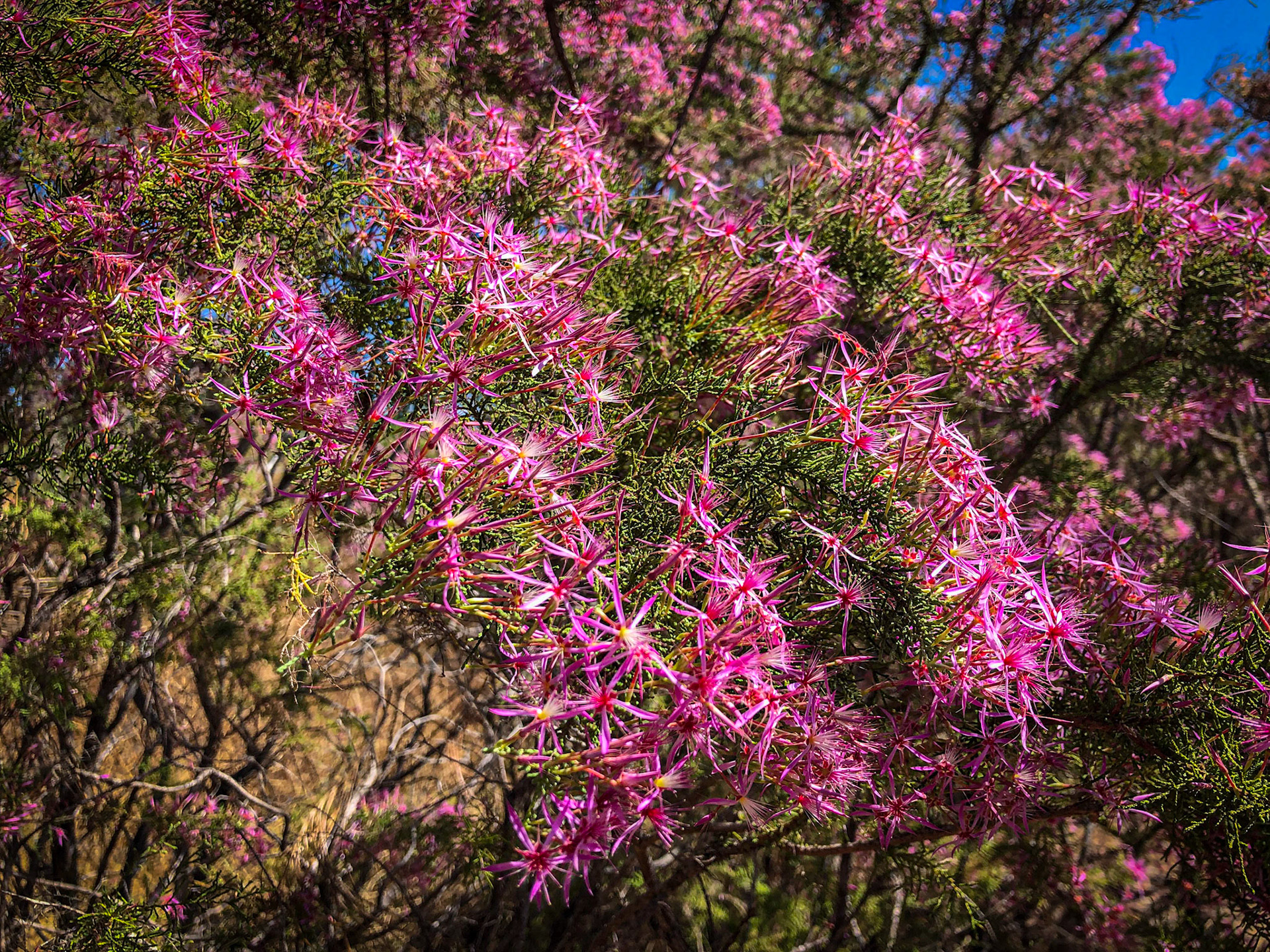 Turkey Bush (Calytrix exstipula)