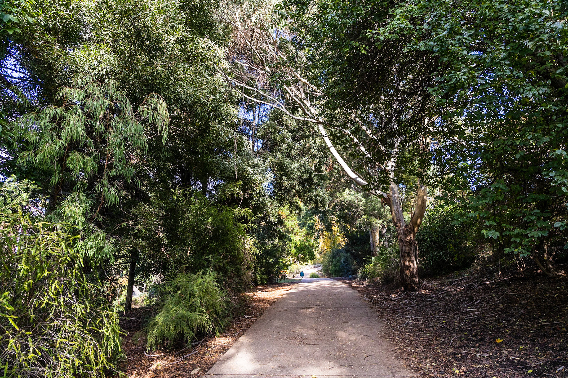 Along the Hobart Rivulet Track