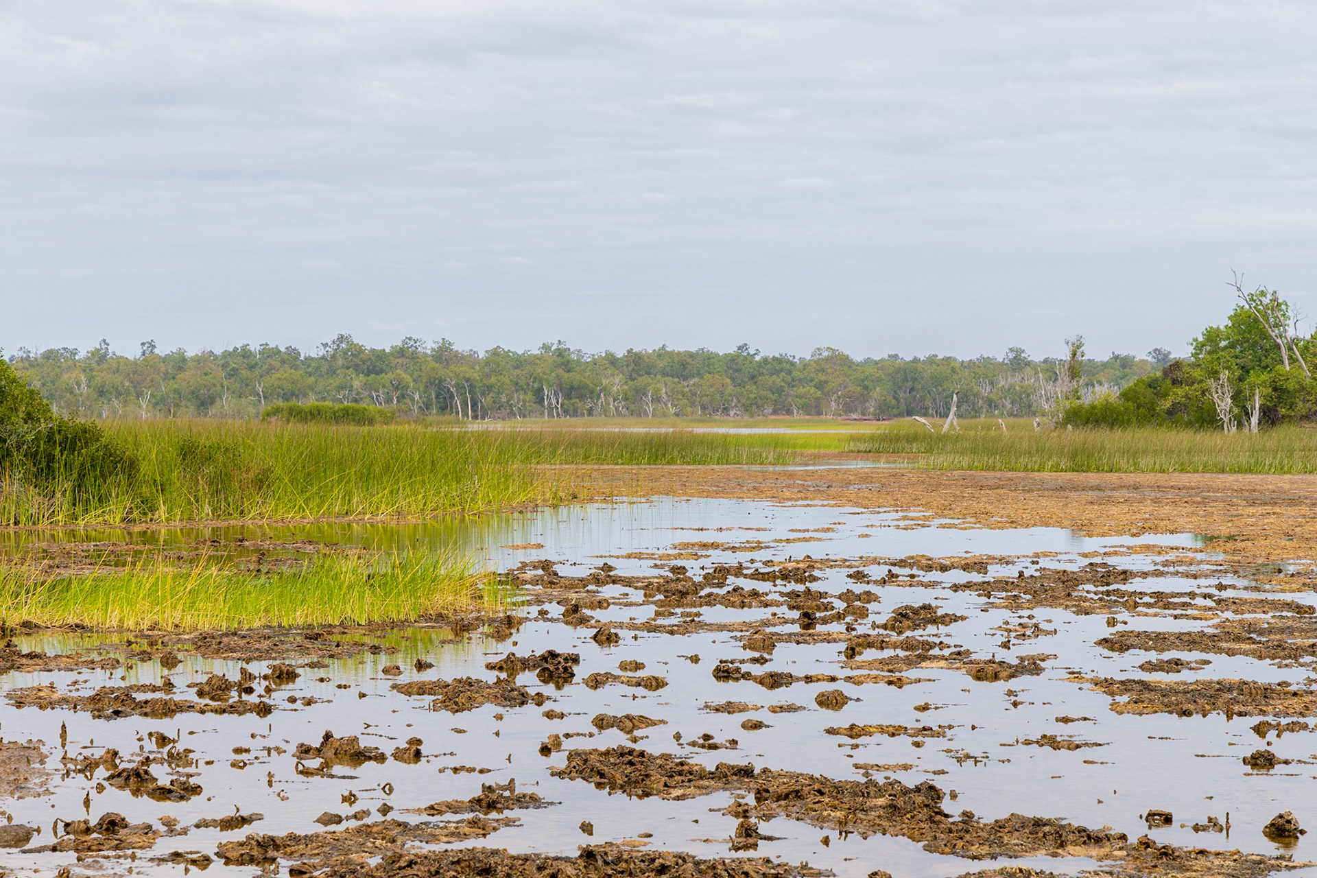 Along the Wetlands Drive