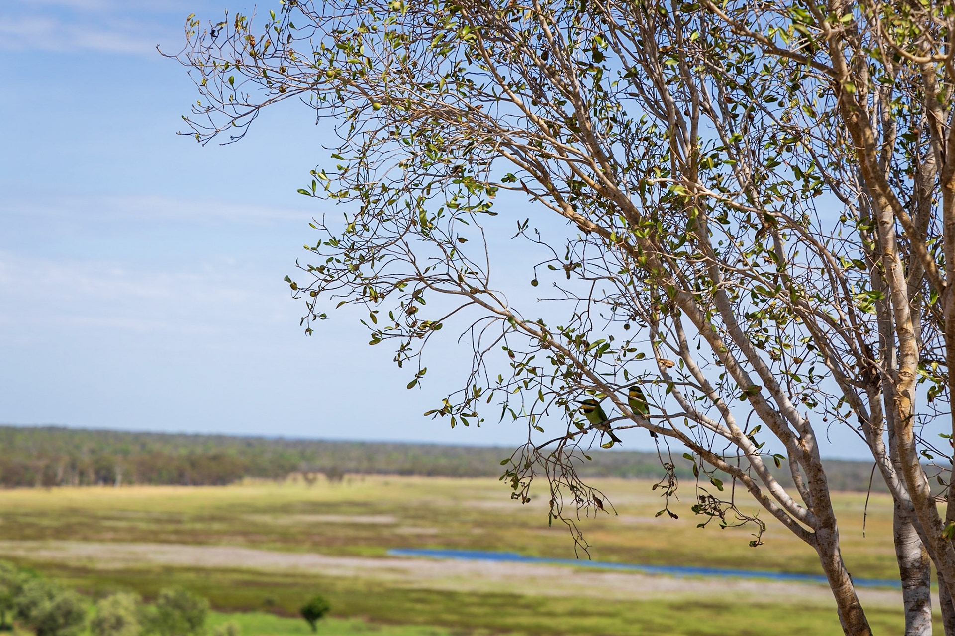 Rainbow bee eaters near the Ubirr rock art site