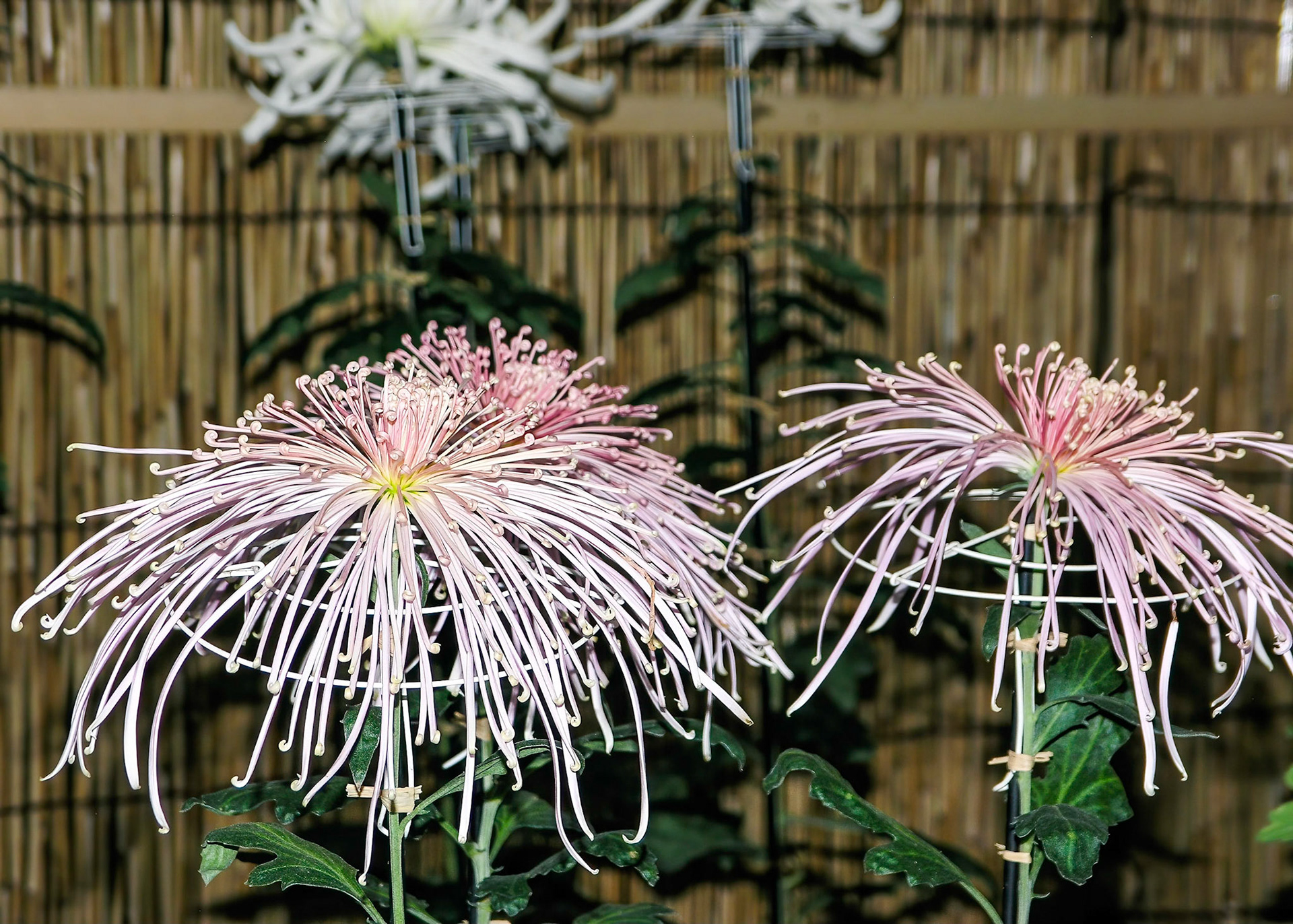 Meiji Jingu, flowers