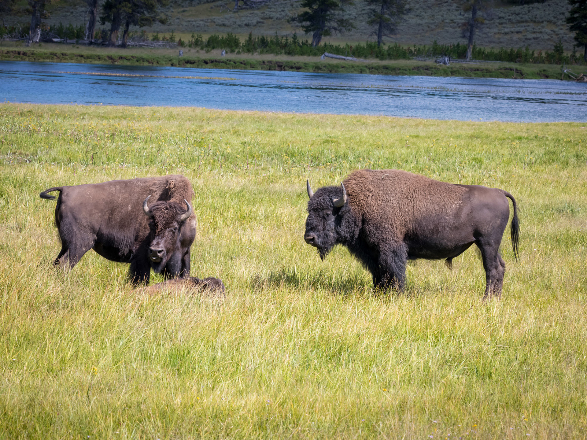 Bison Mother with young calf, and bull.