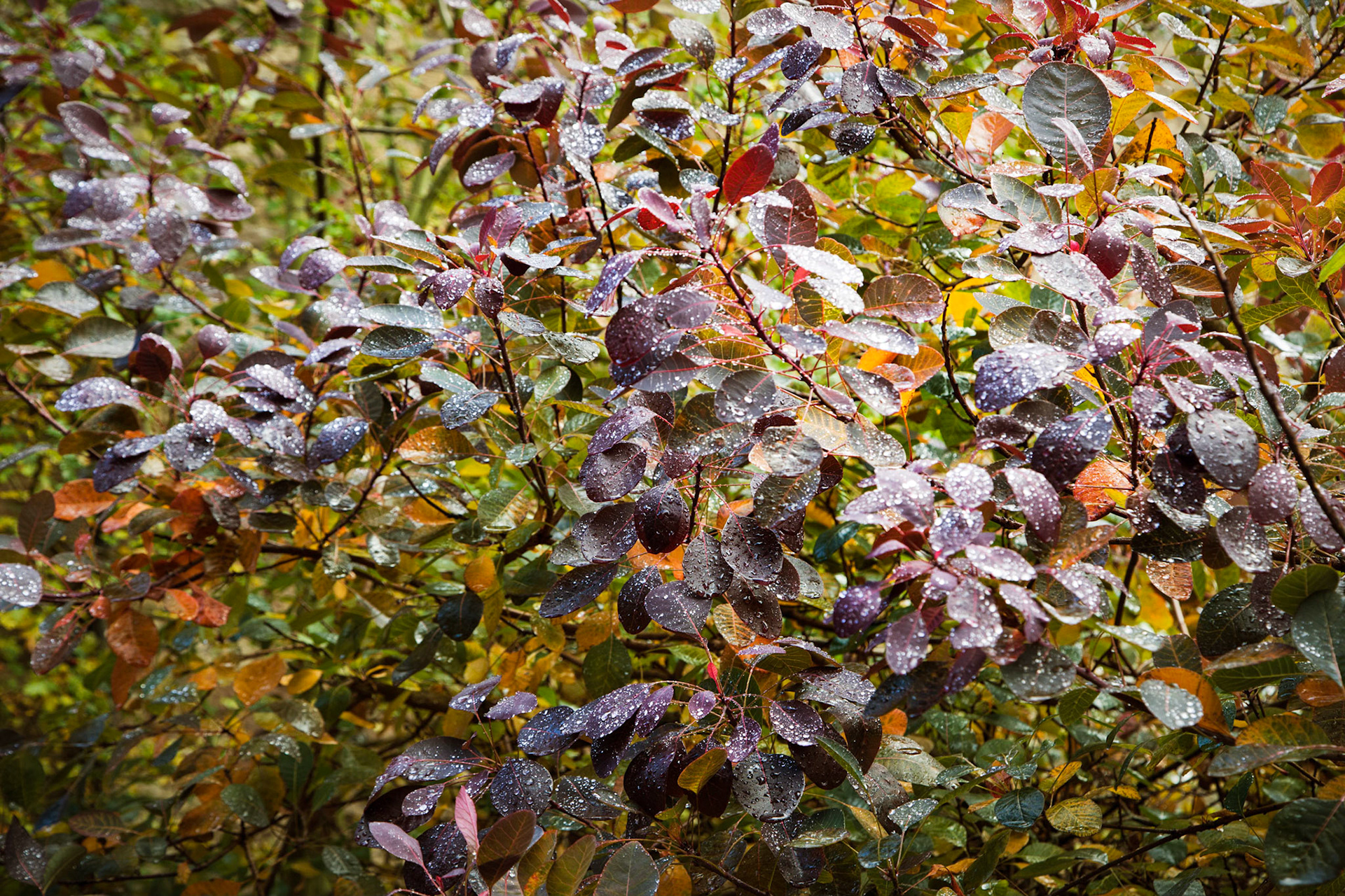 In the Garden at Scone Palace