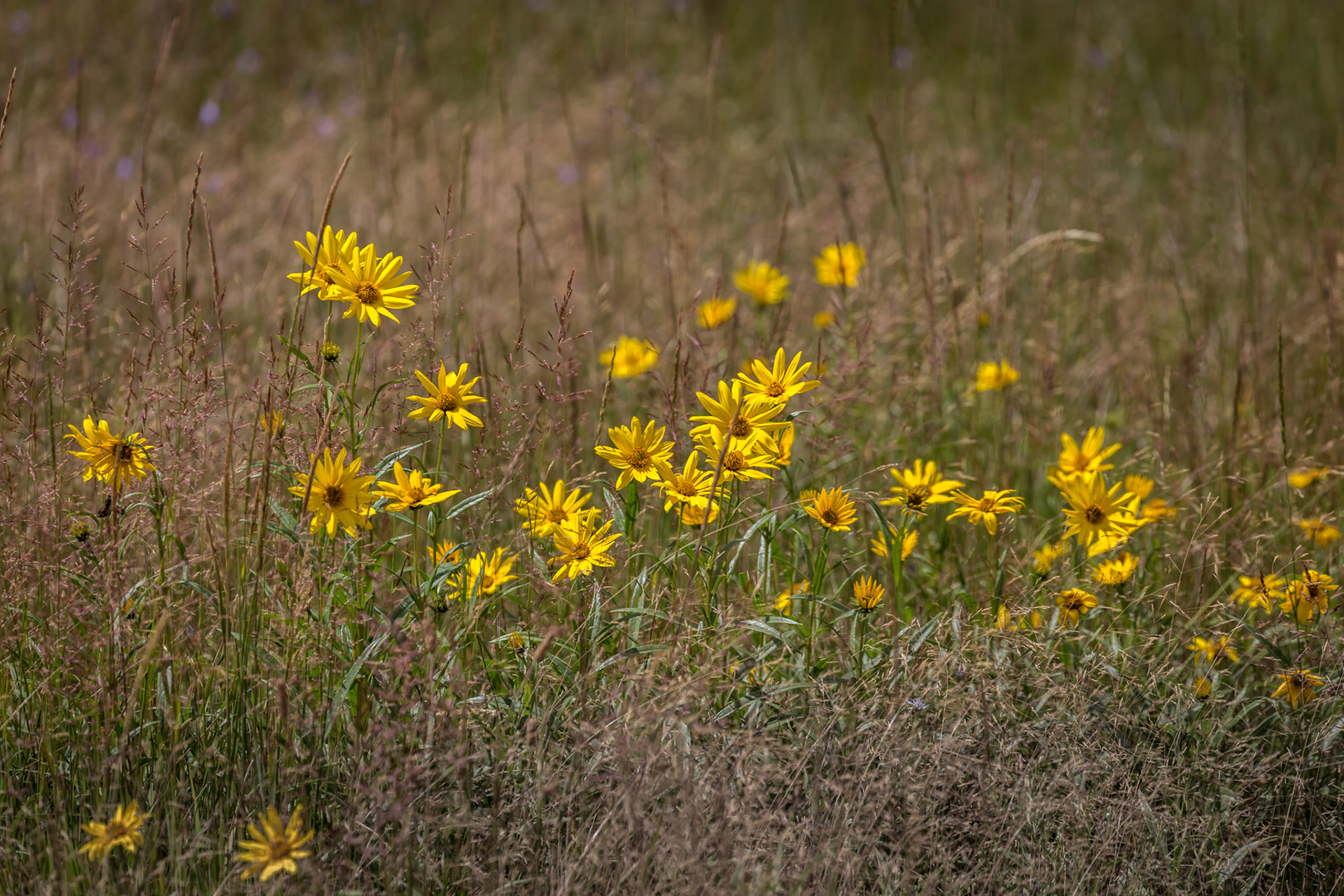 Flowers in the Black Sand Basin