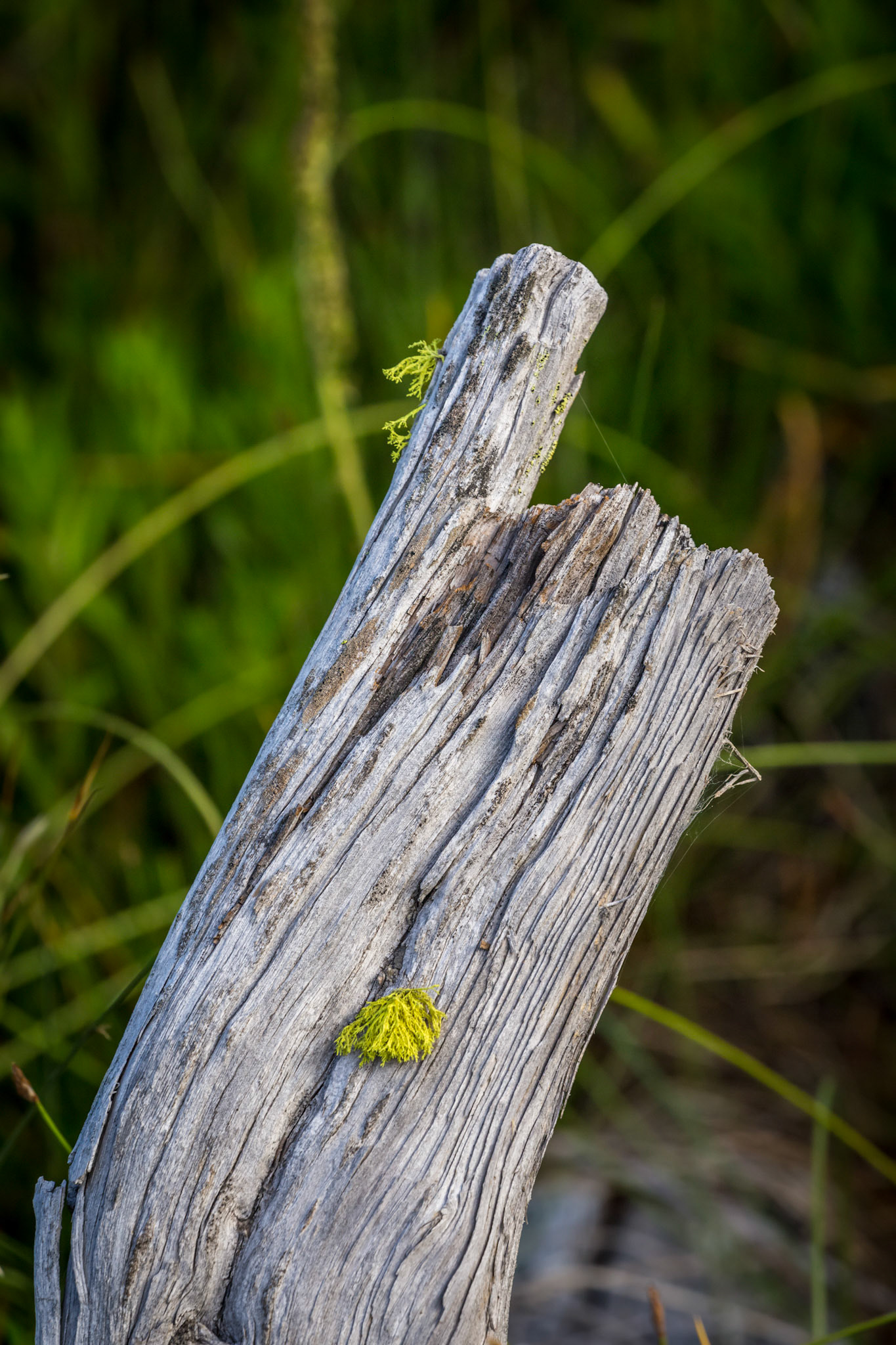Along the Artists Paint Pots Trail Pot Trail, Yellowstone National Park, Wyoming.