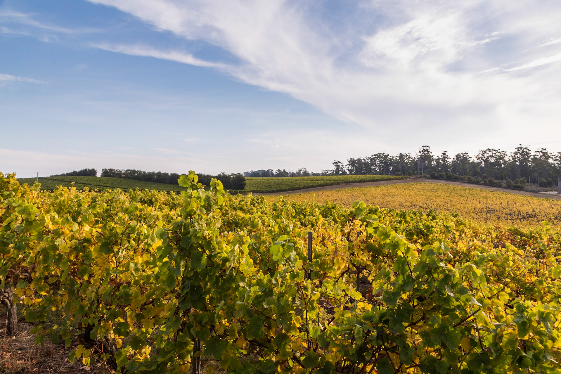 Pipers Brook Vineyard